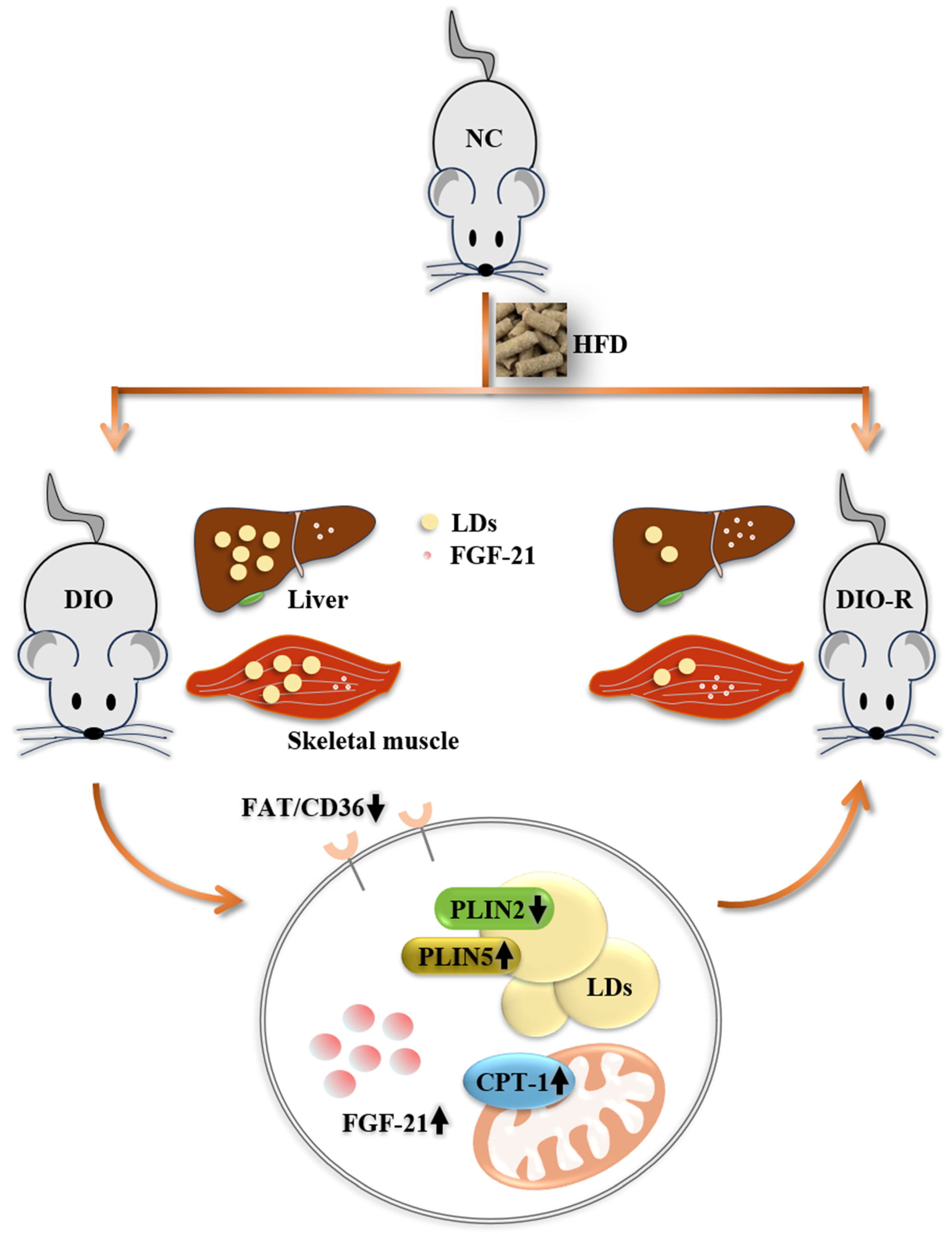 Nutrients 16 01254 g005