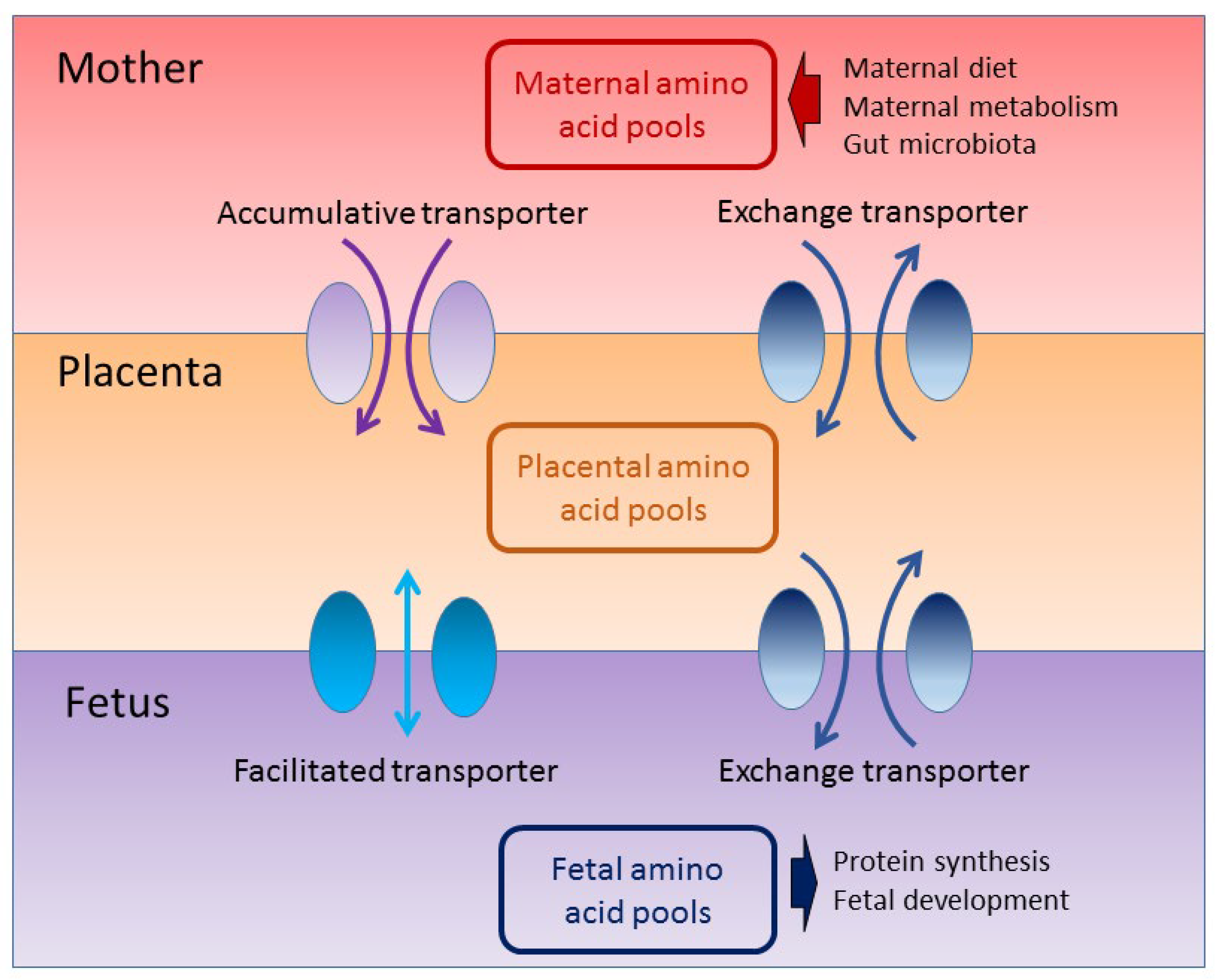Nutrients 16 01263 g002