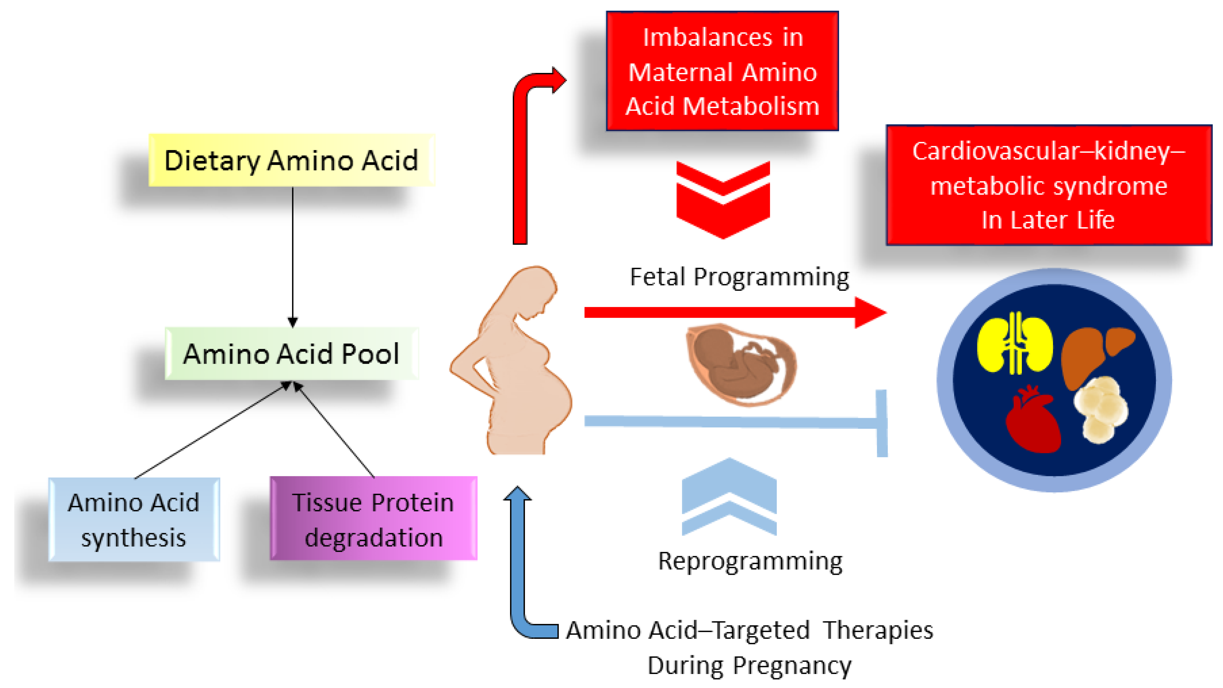 Nutrients 16 01263 g003