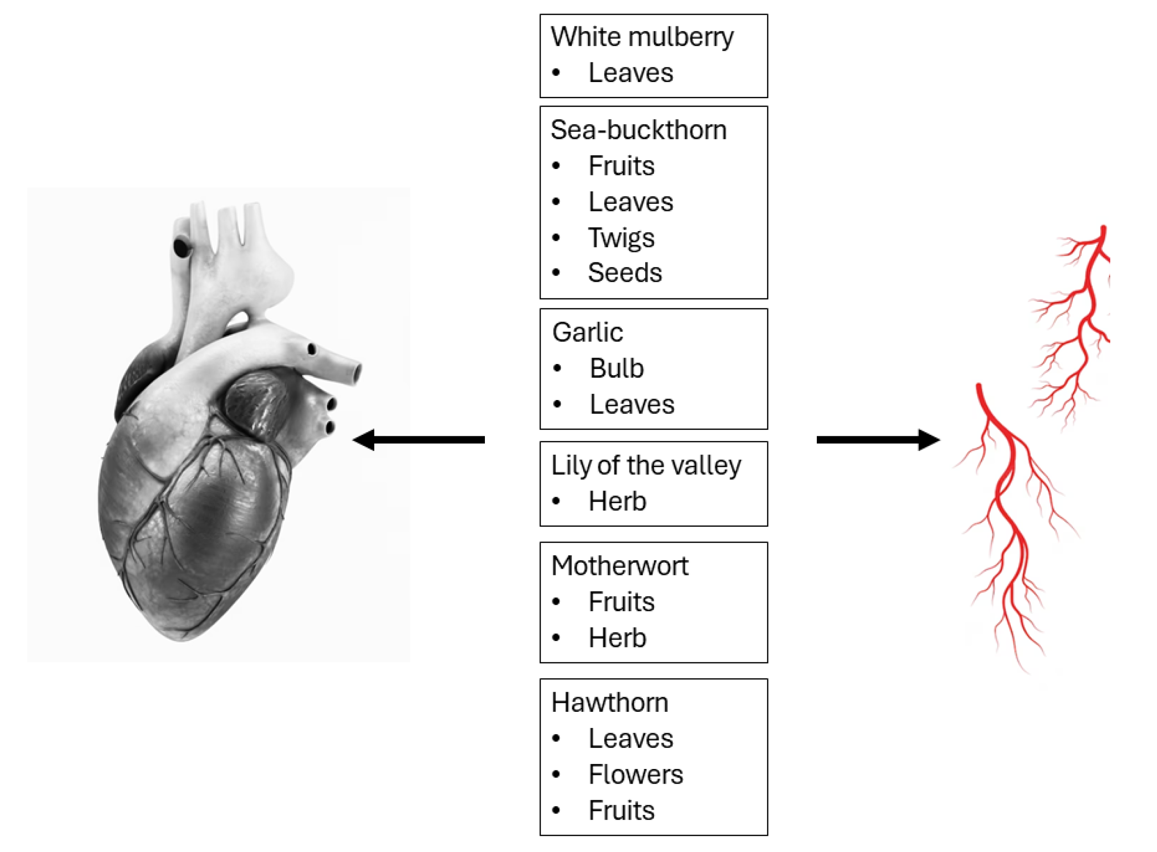 The Top Mulberry Twig Efficacy and Effects (Find out why people use it for better health conditions)