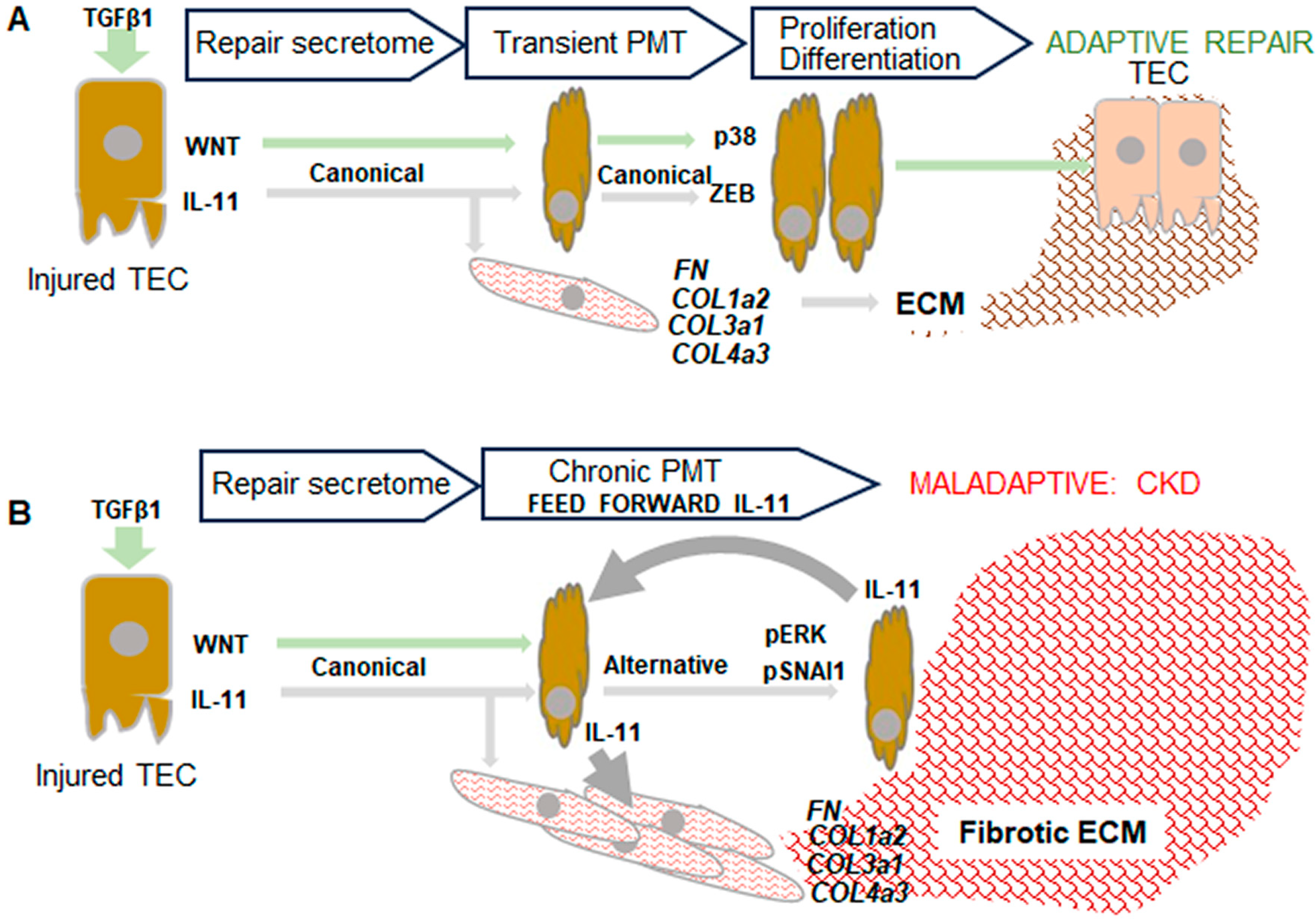Nutrients 16 01342 g004