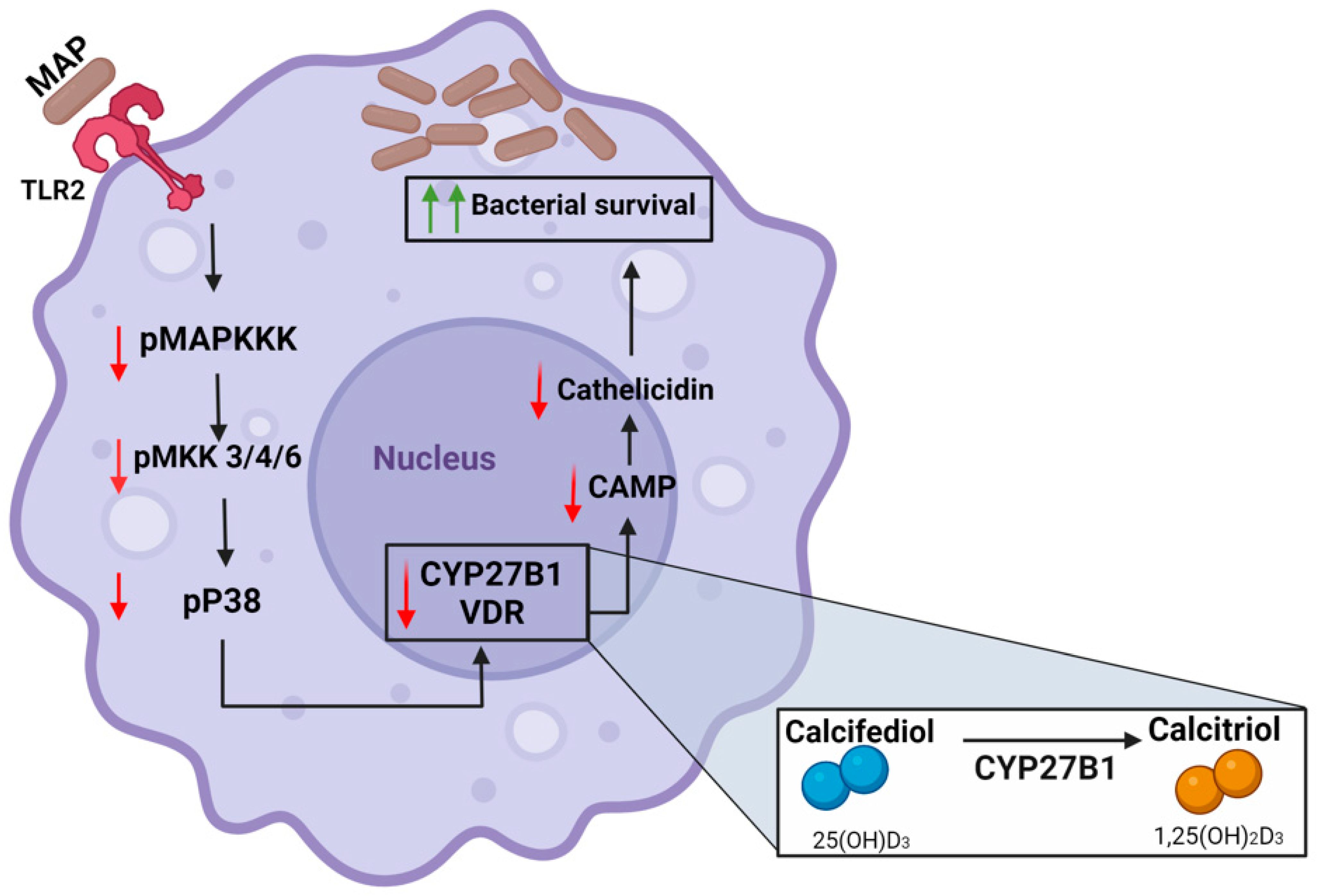 Nutrients 16 01358 g007 Nutrients 16 01358 g007