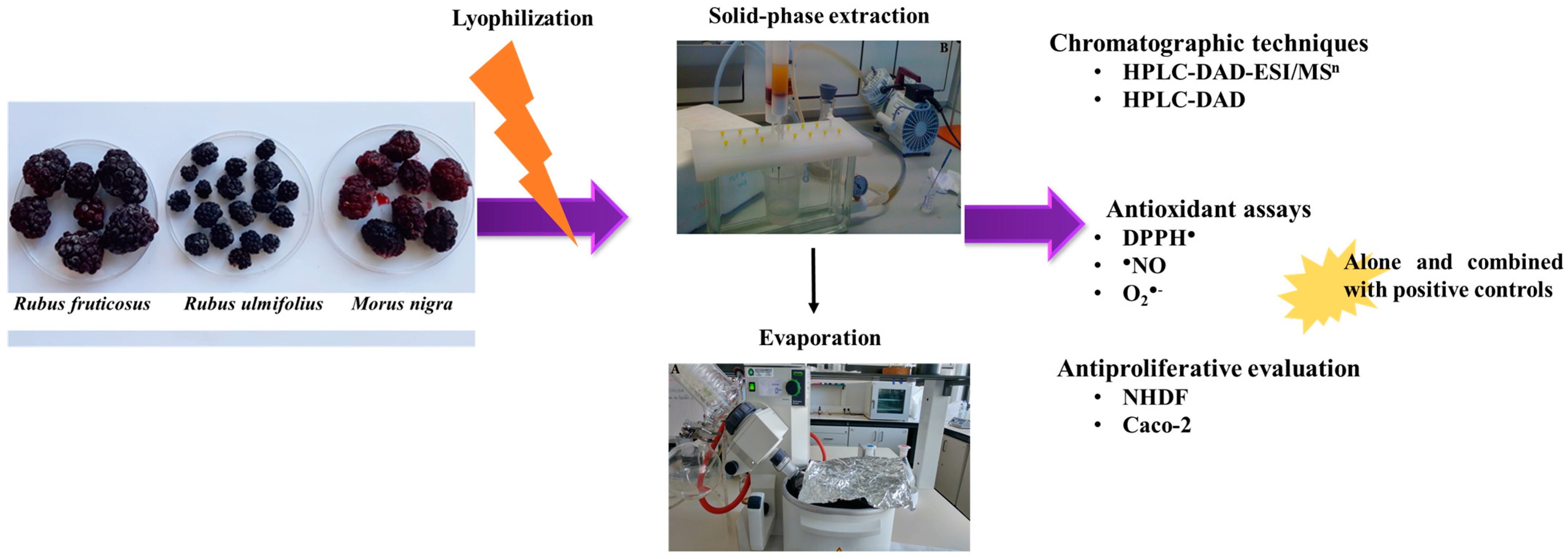 Nutrients 16 01361 g001