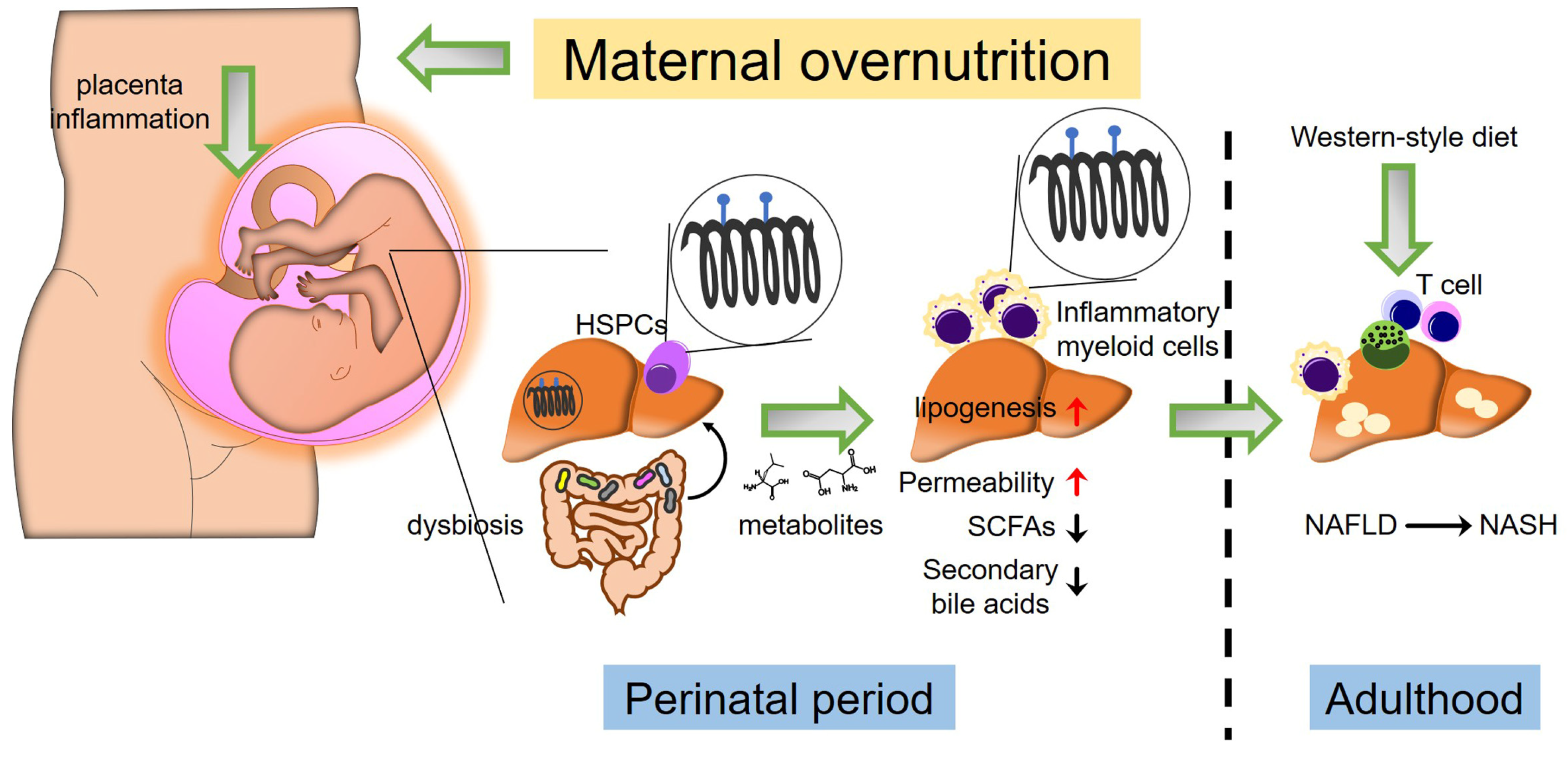 Nutrients 16 01388 g001 Nutrients 16 01388 g001