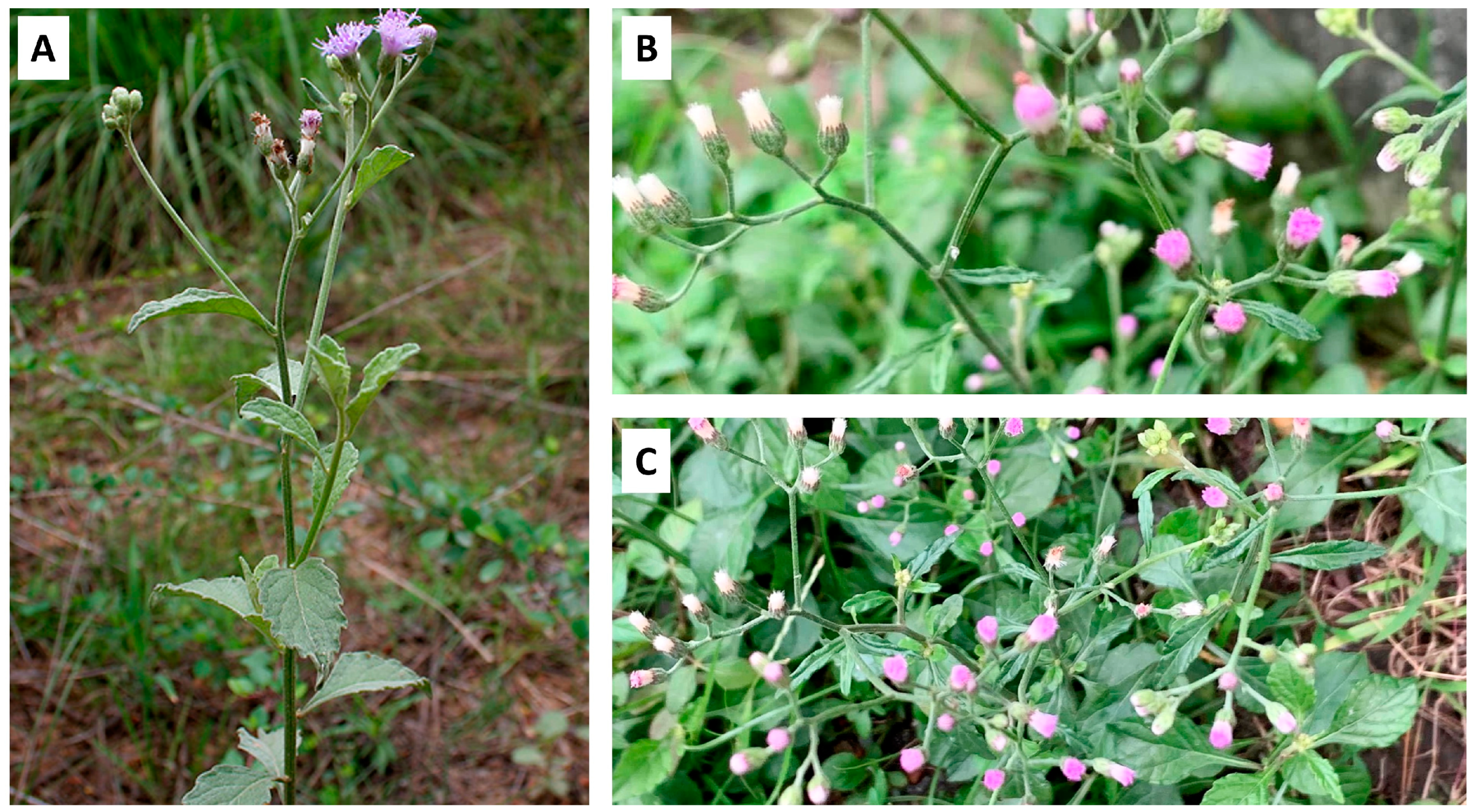 Nutrients 16 01396 g001
