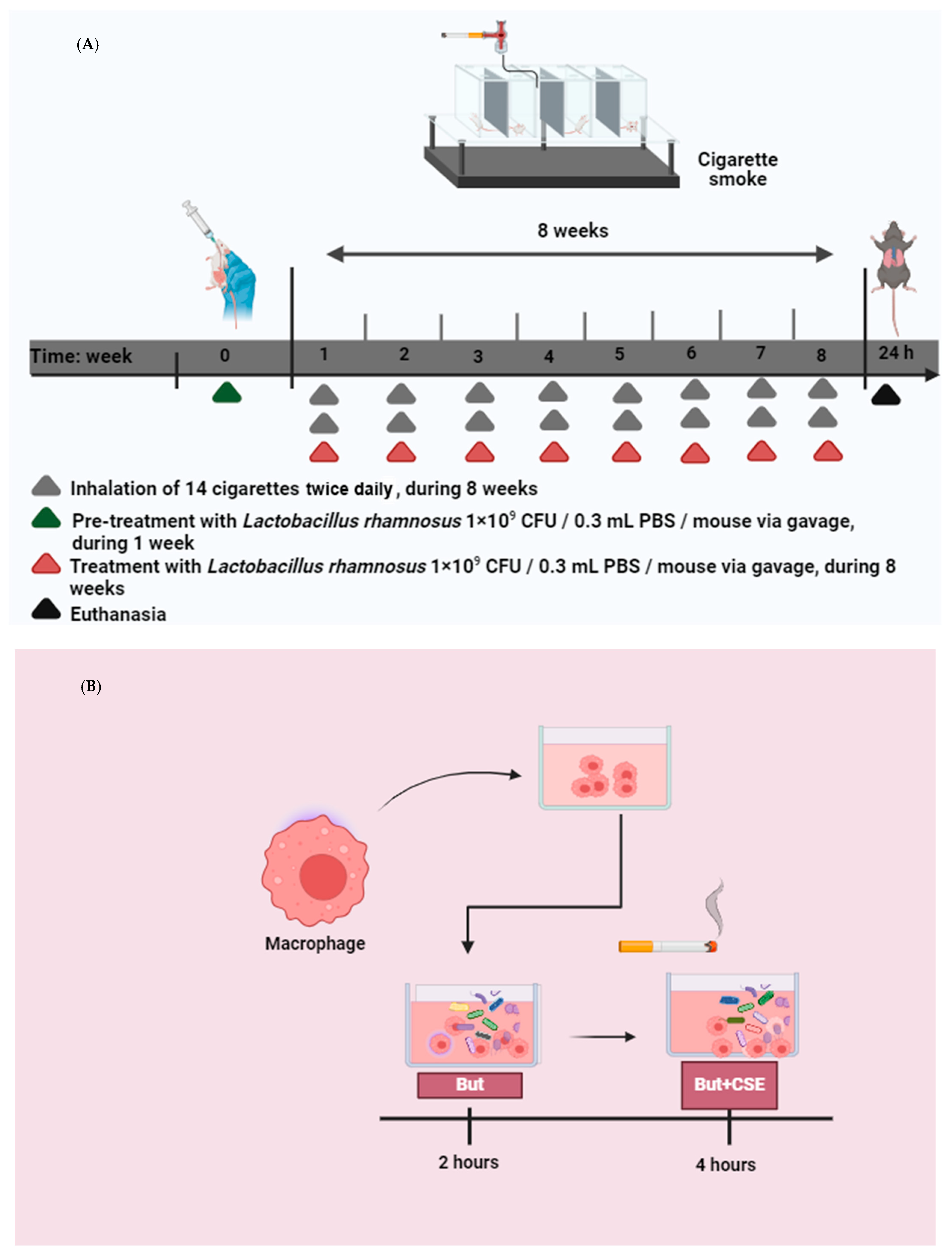 Nutrients 16 01509 g001 Nutrients 16 01509 g001