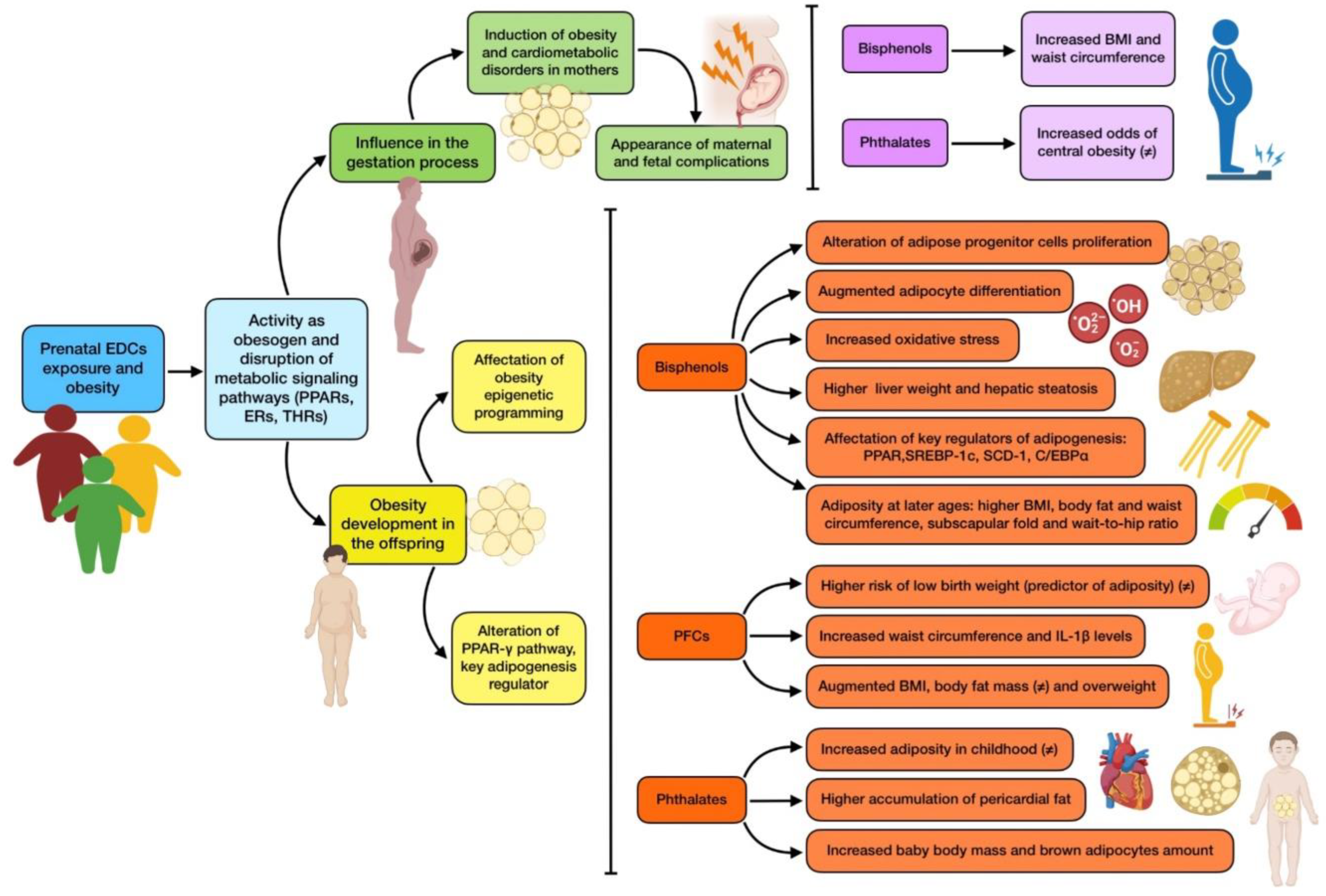 Nutrients 16 01556 g002
