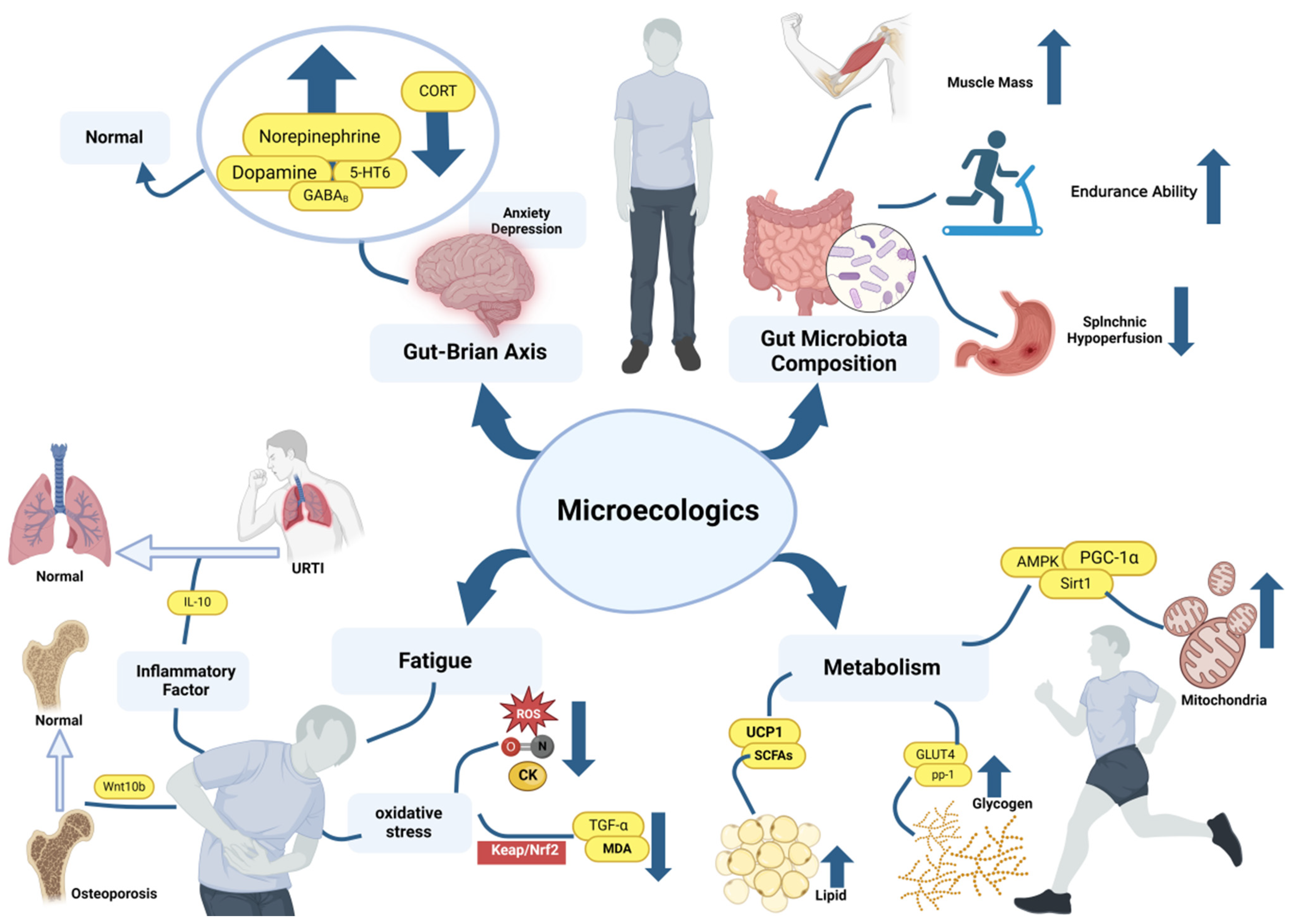 Nutrients 16 01602 g001