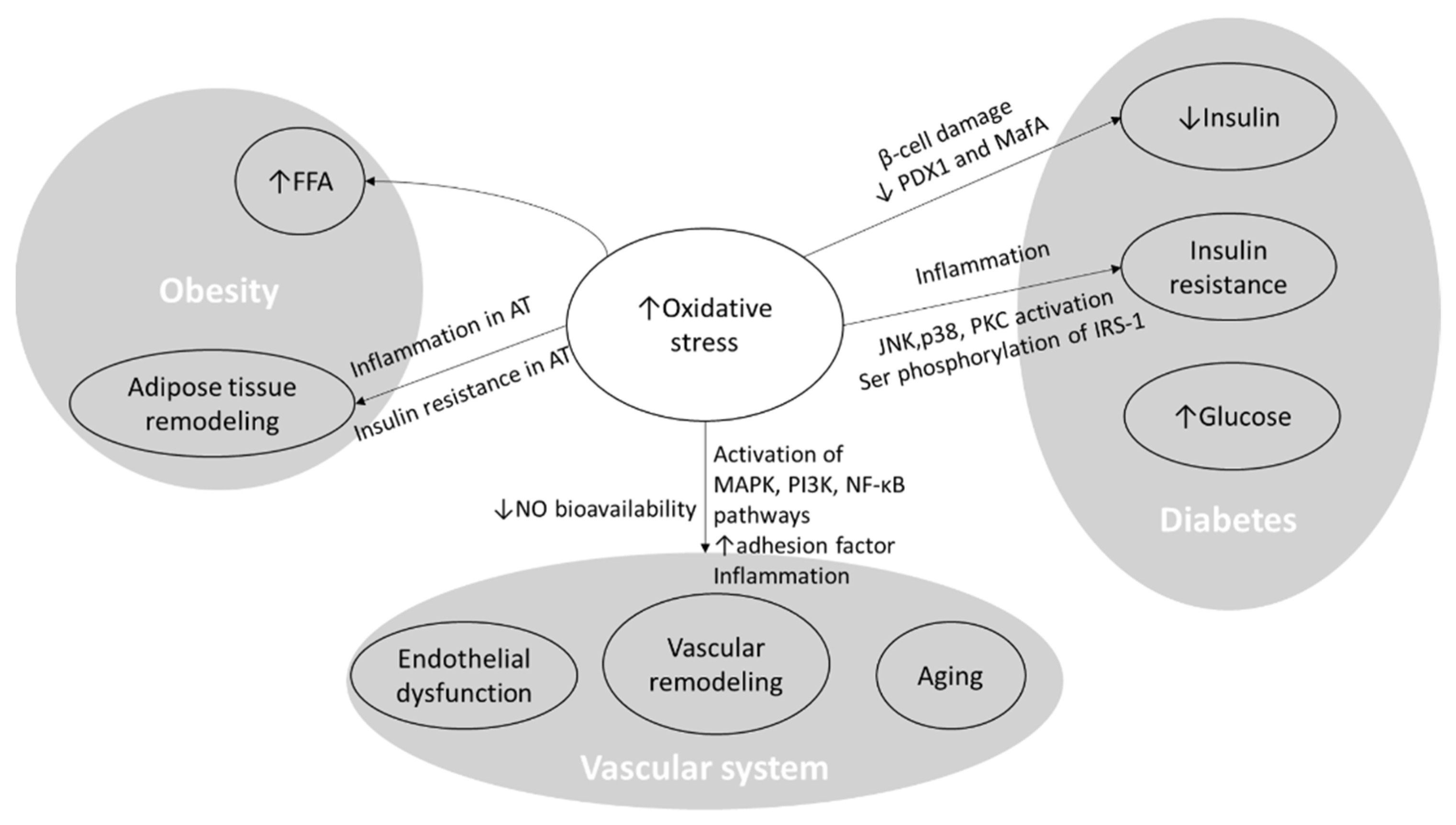 Nutrients 16 01641 g003