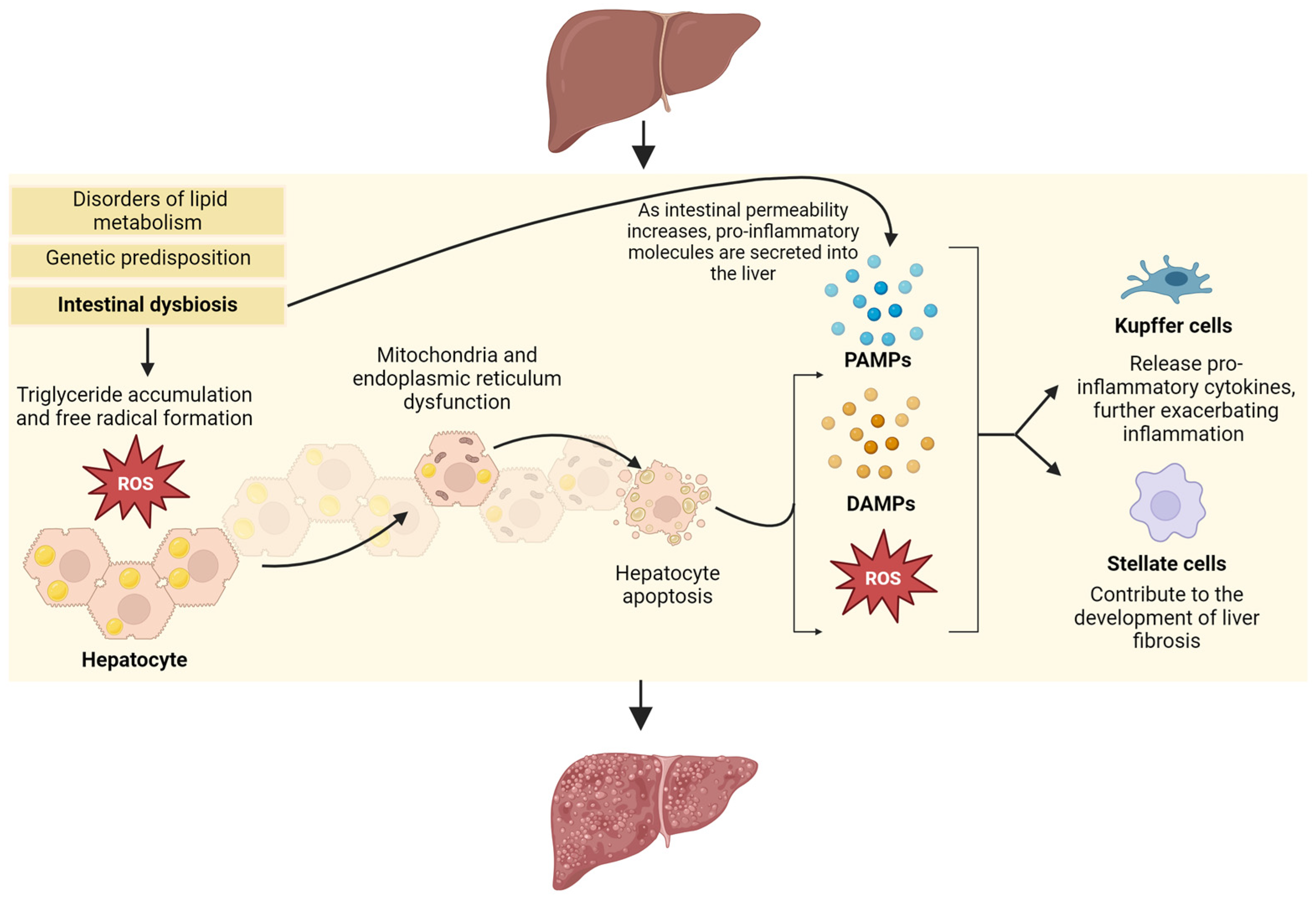 Nutrients 16 01668 g001