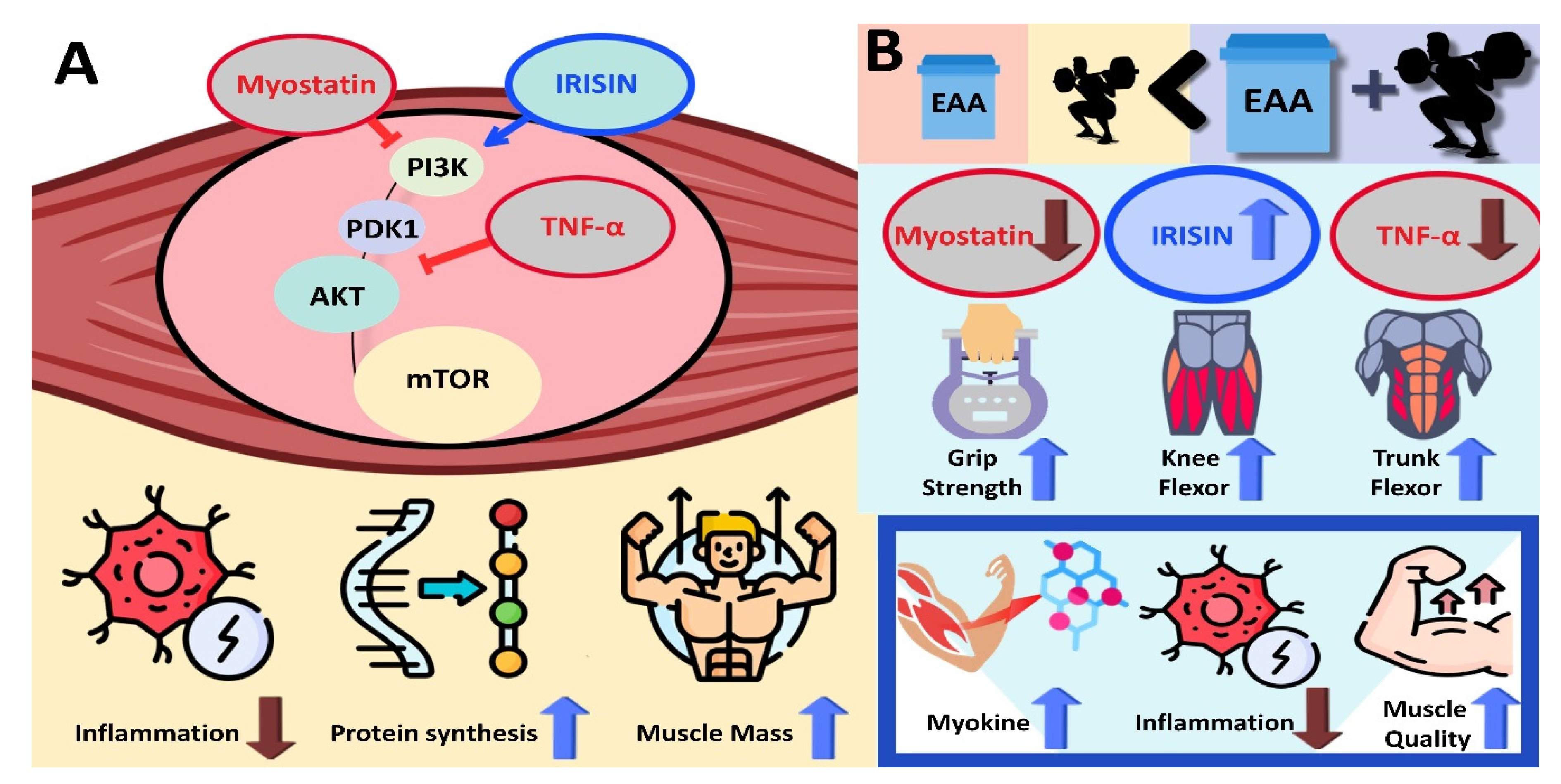 Nutrients 16 01688 g003