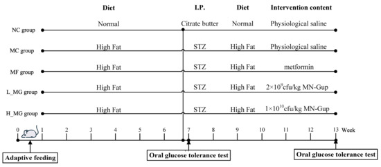 The Effect of Bifidobacterium animalis subsp. lactis MN-Gup on