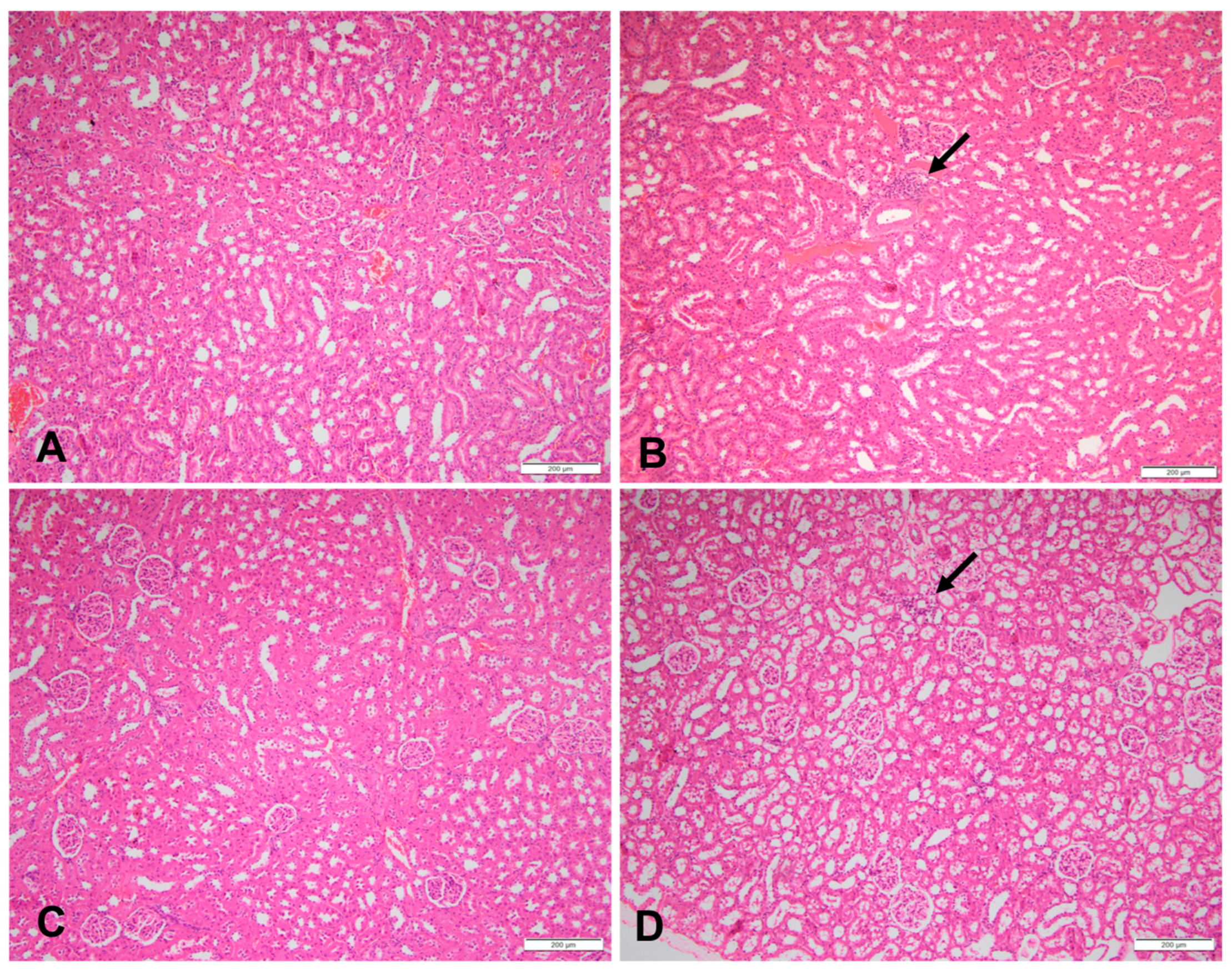 Nutrients 16 01701 g002 Nutrients 16 01701 g002