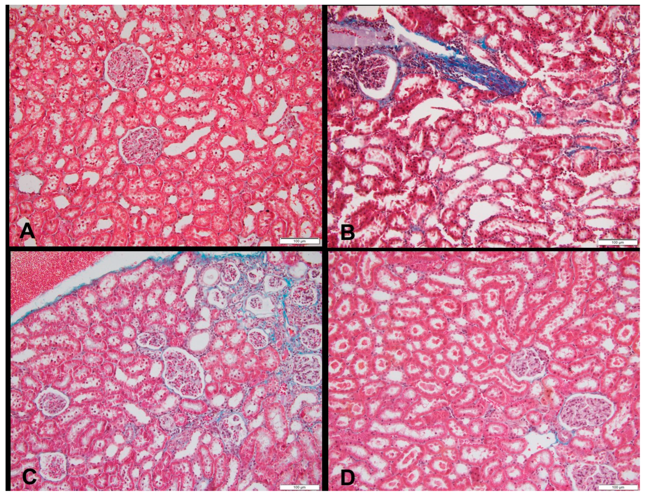Nutrients 16 01701 g003 Nutrients 16 01701 g003