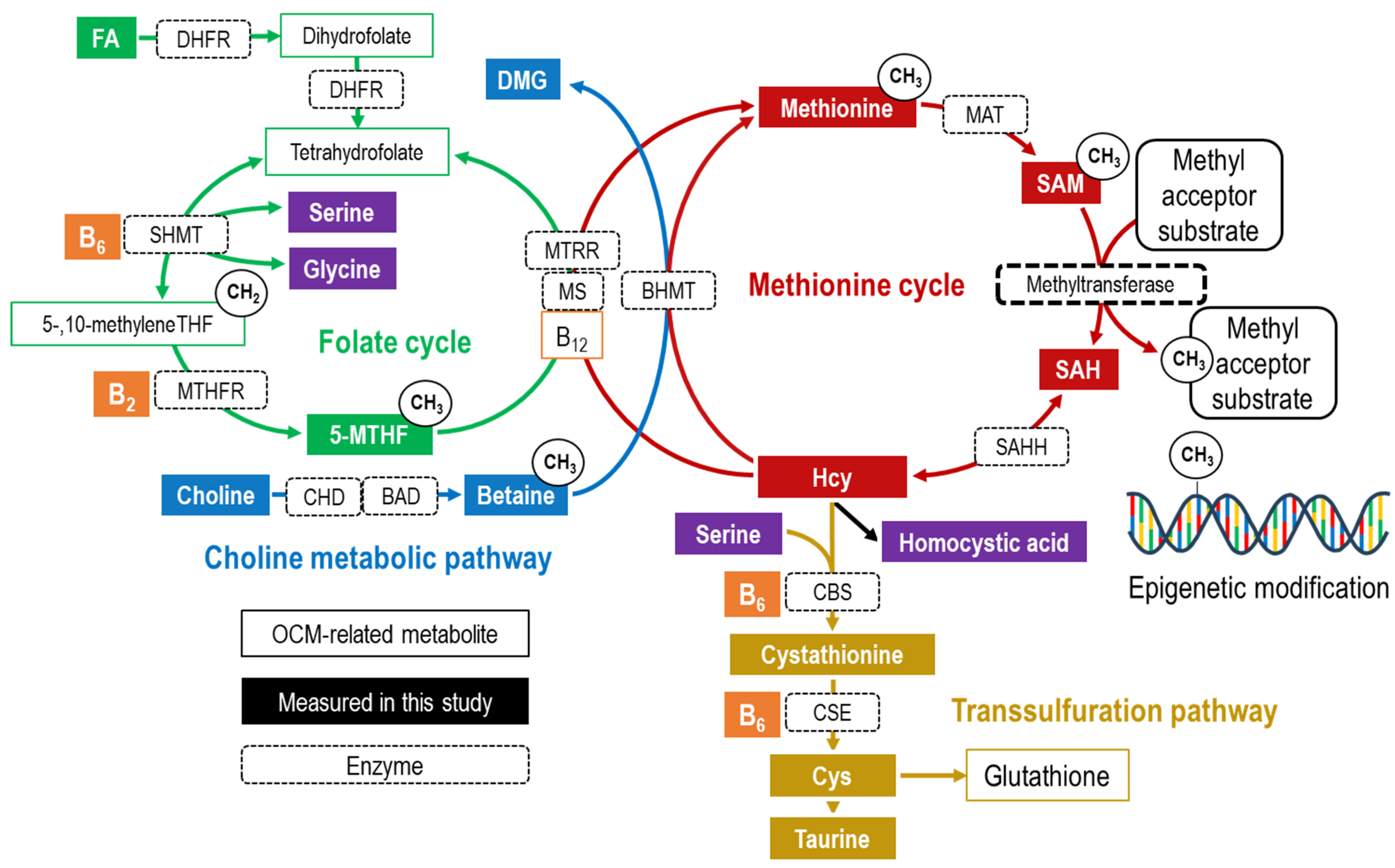Nutrients 16 01765 g001