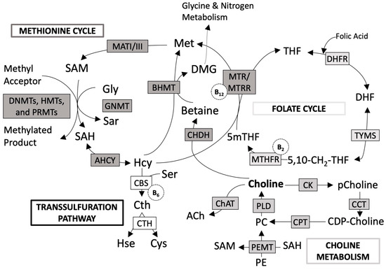 l-carnitine side effects fishy body odor trimethylamine Choline—An Underappreciated Component of a Mother-to-Be's Diet