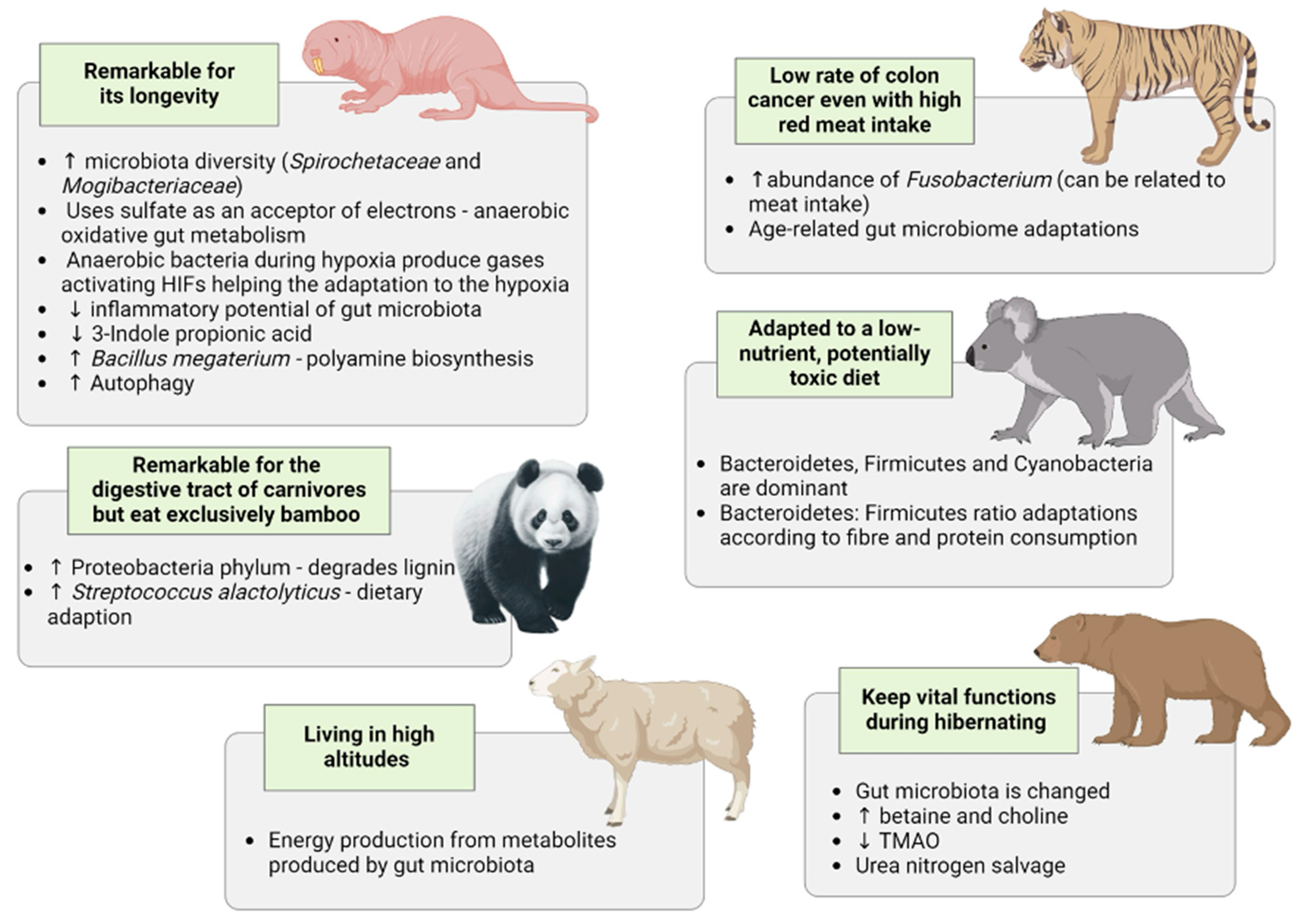 What Can the Gut Microbiota of Animals Teach Us about the 