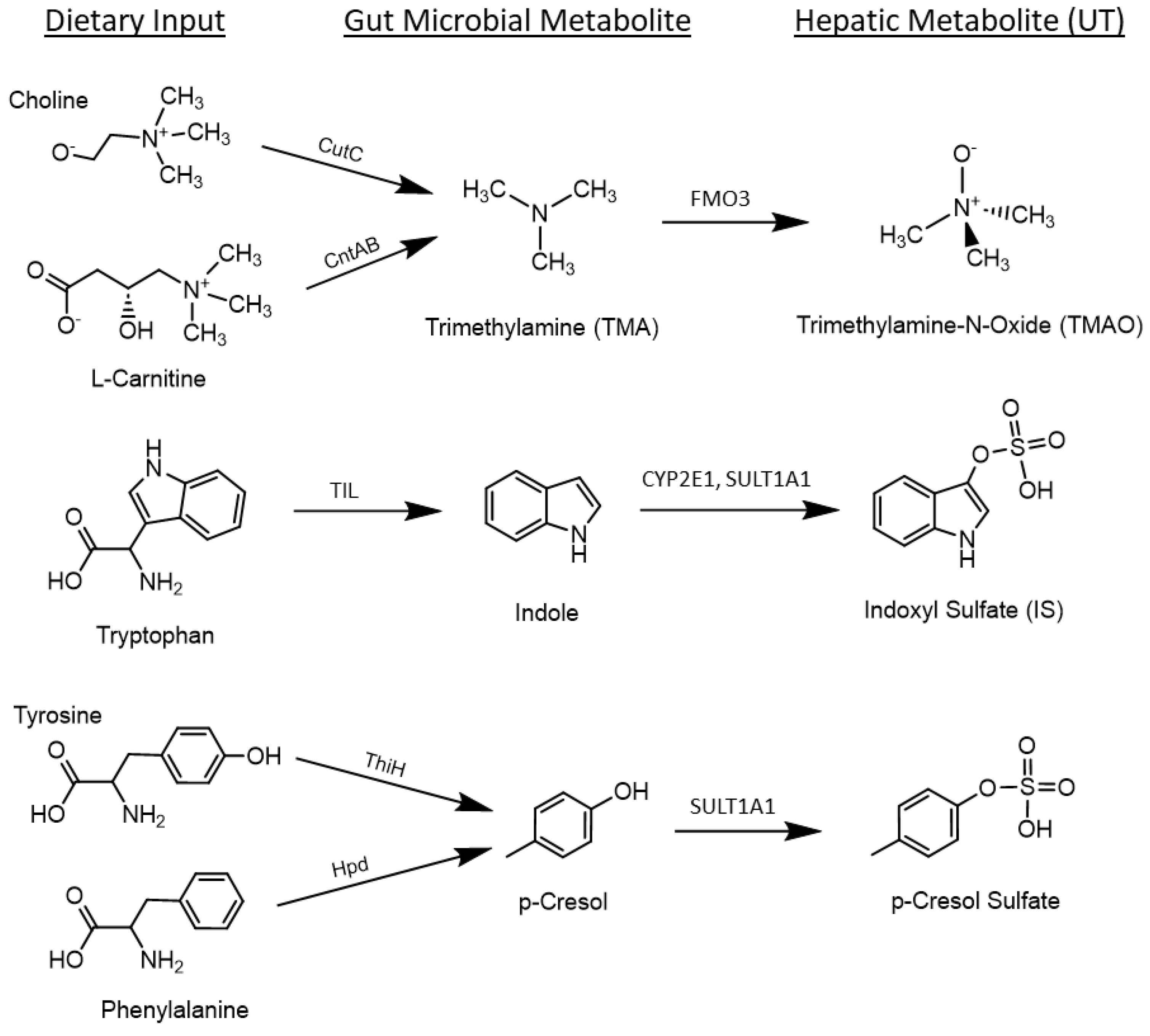 Nutrients 16 01807 g001