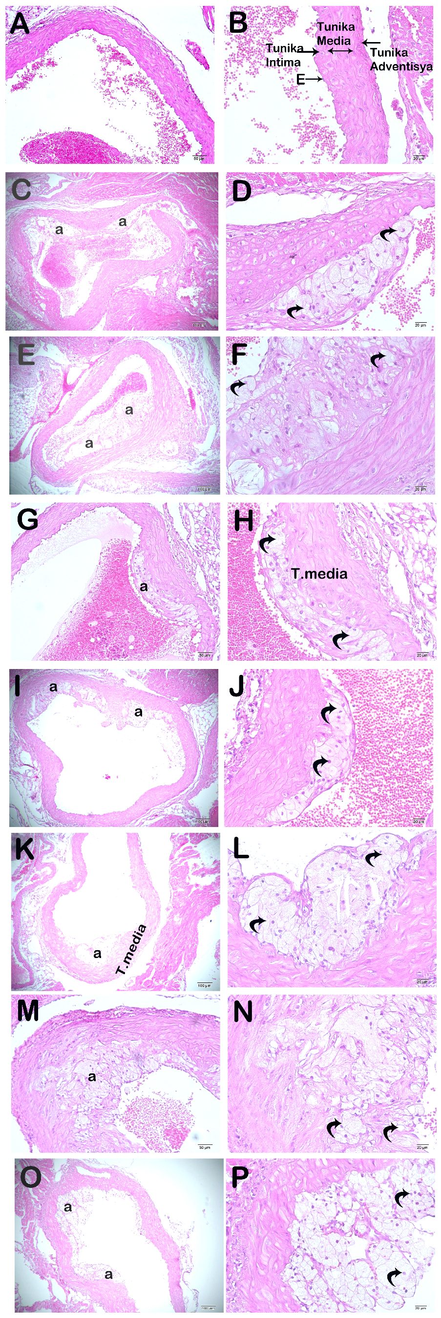 Nutrients 16 01861 g005 Nutrients 16 01861 g005