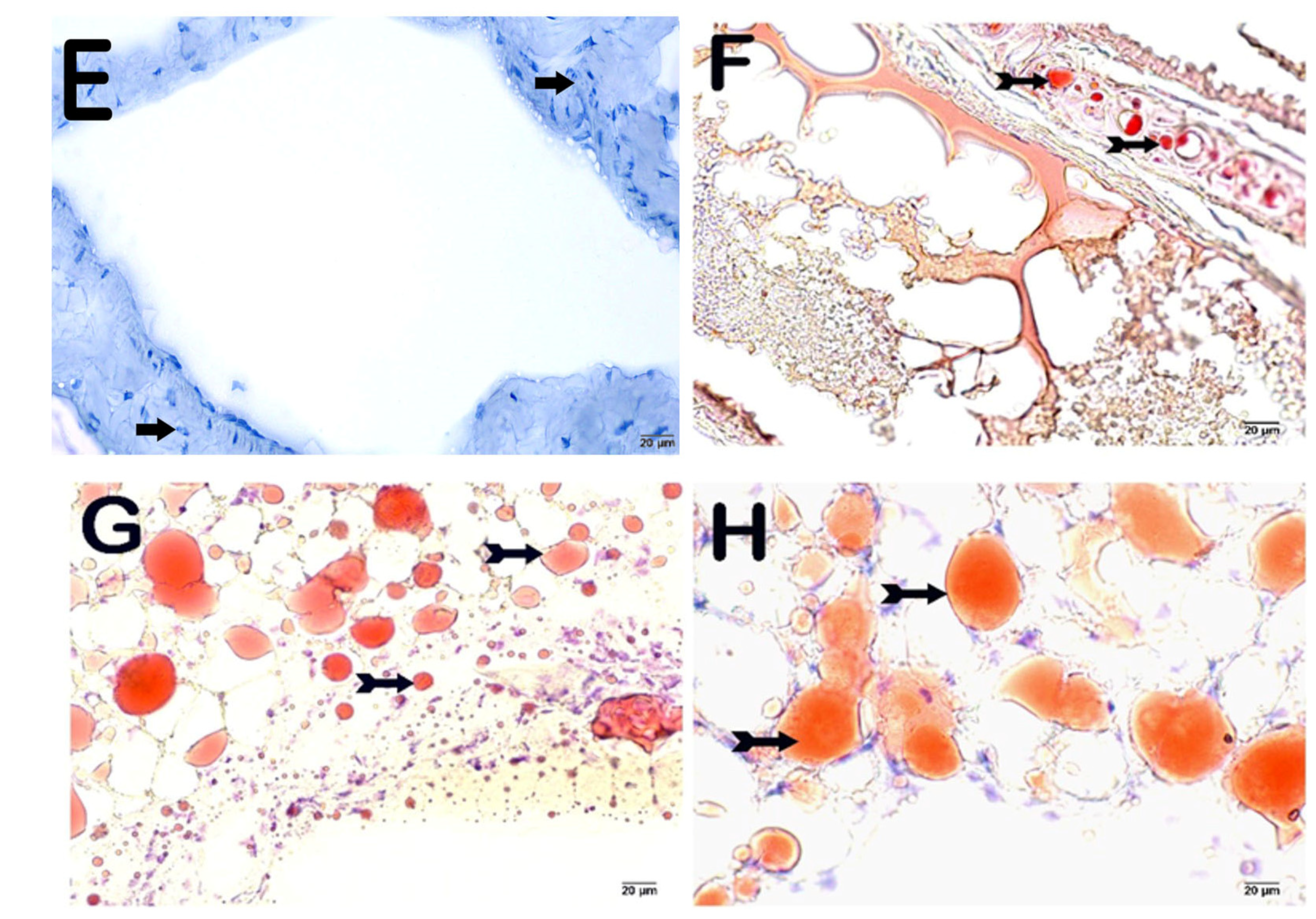 Nutrients 16 01861 g006b Nutrients 16 01861 g006b
