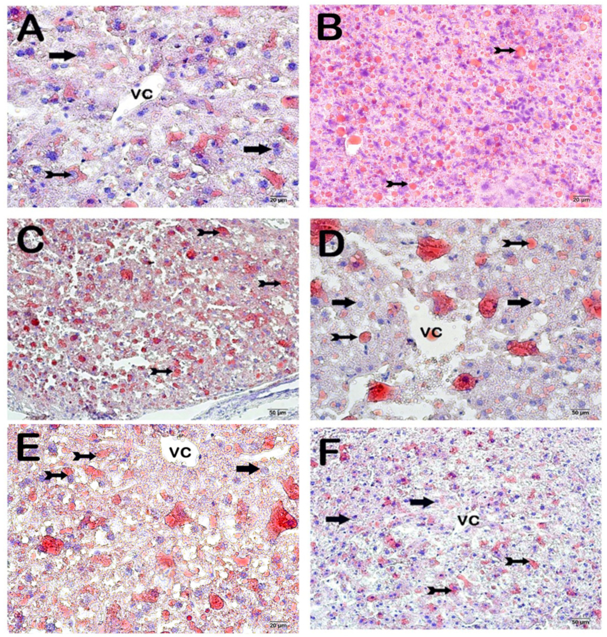 Nutrients 16 01861 g007a Nutrients 16 01861 g007a