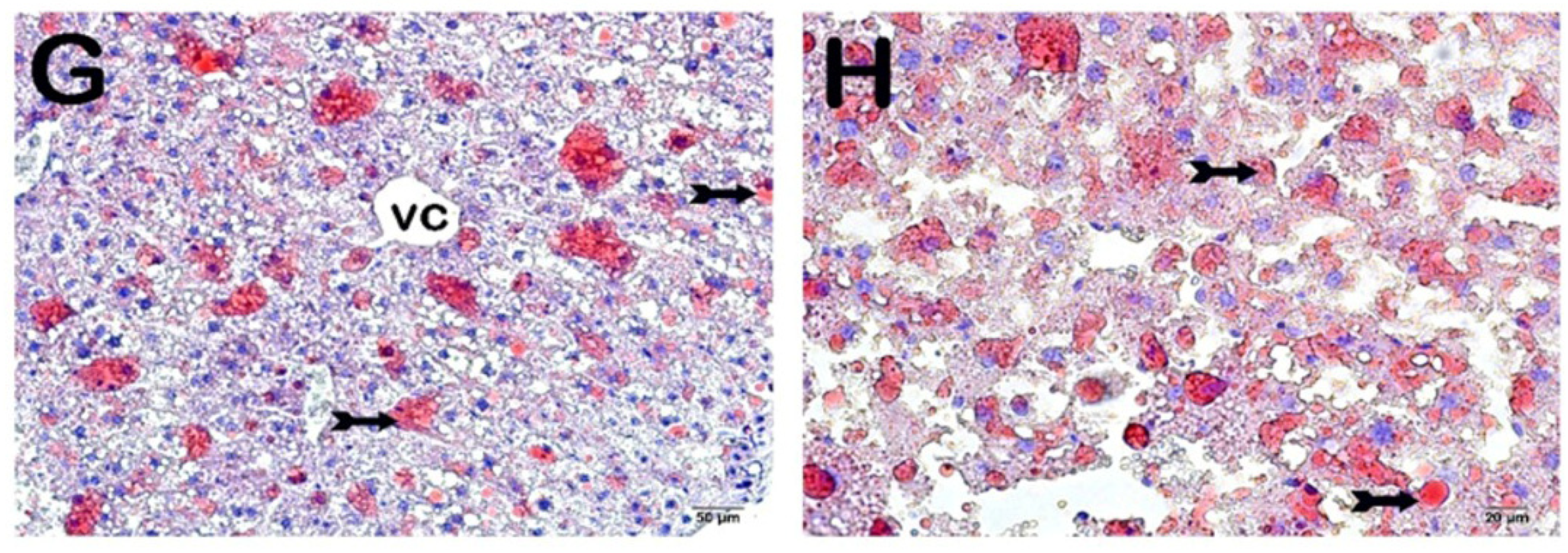 Nutrients 16 01861 g007b Nutrients 16 01861 g007b
