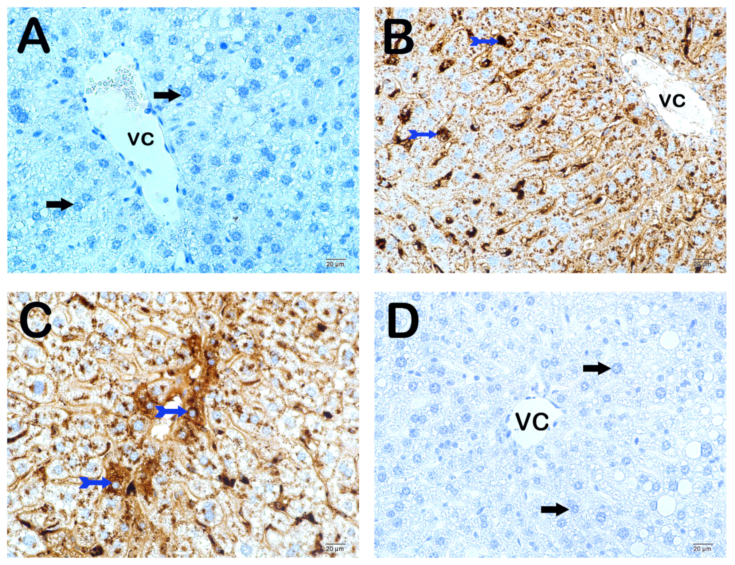 Nutrients 16 01861 g008a Nutrients 16 01861 g008a