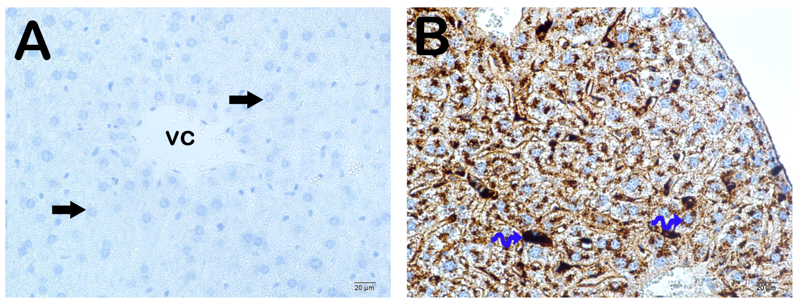 Nutrients 16 01861 g009a Nutrients 16 01861 g009a