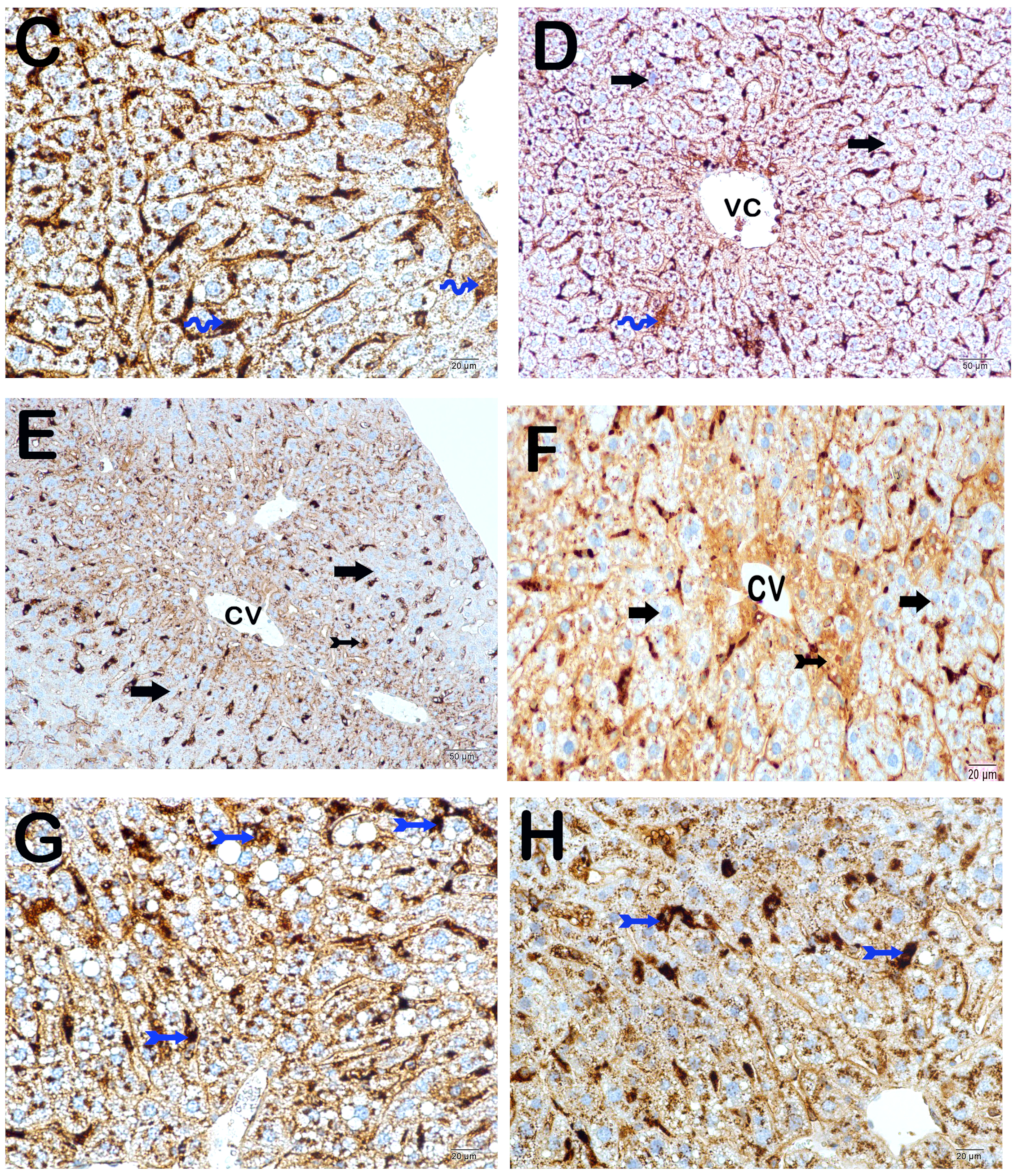 Nutrients 16 01861 g009b Nutrients 16 01861 g009b