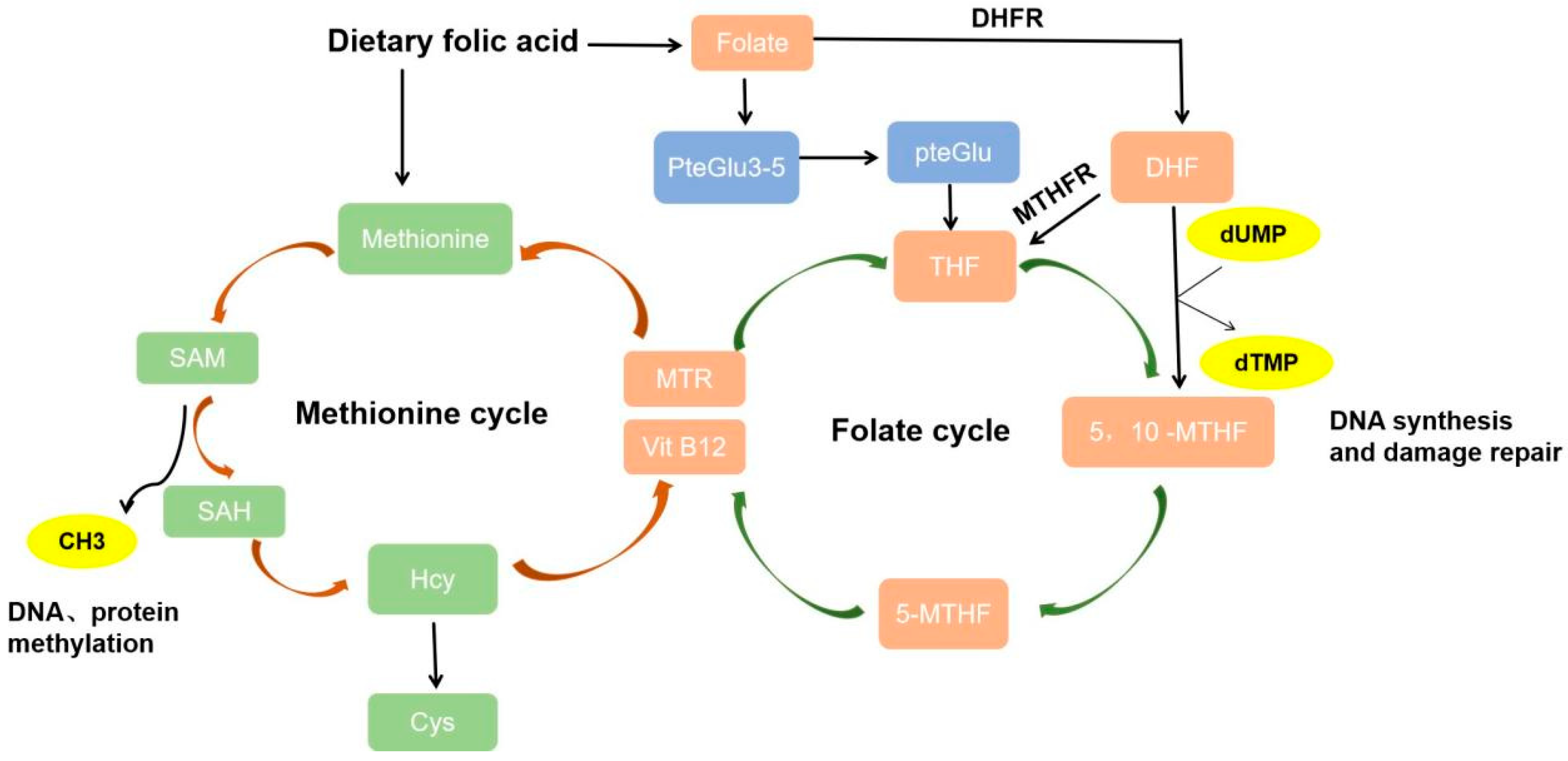 Nutrients 16 01872 g001