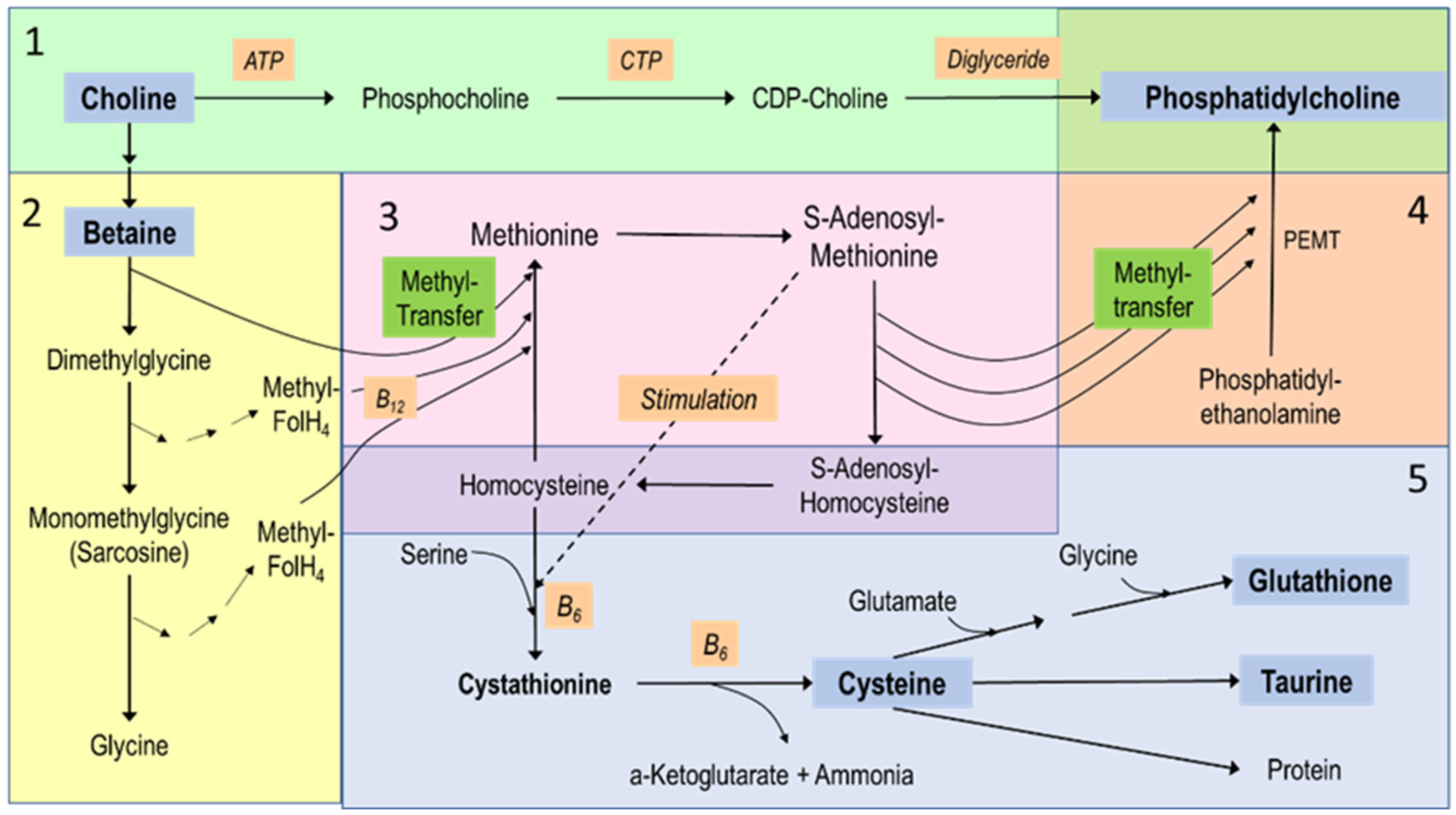 Nutrients 16 01873 g002