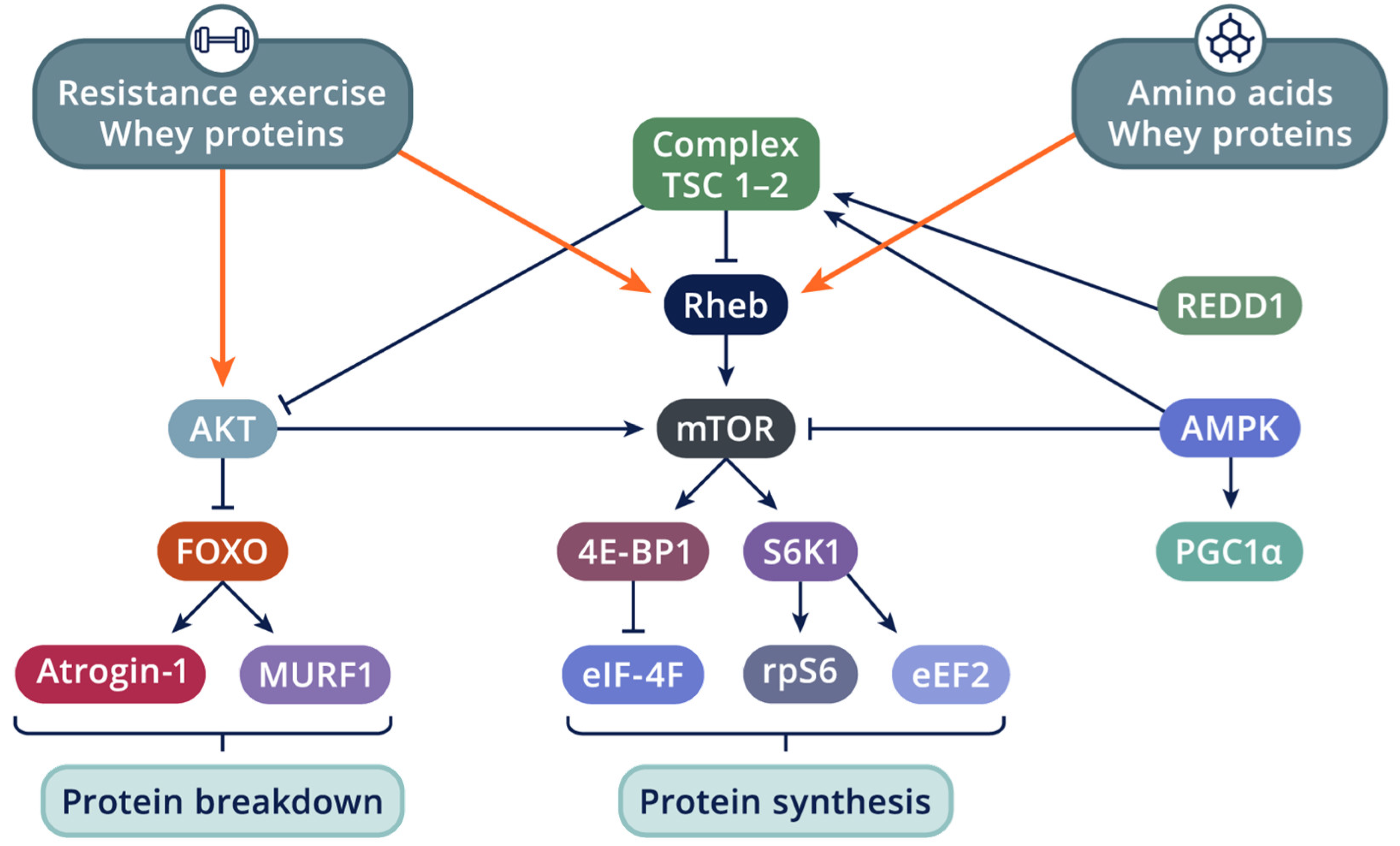Nutrients 16 01886 g004 Nutrients 16 01886 g004