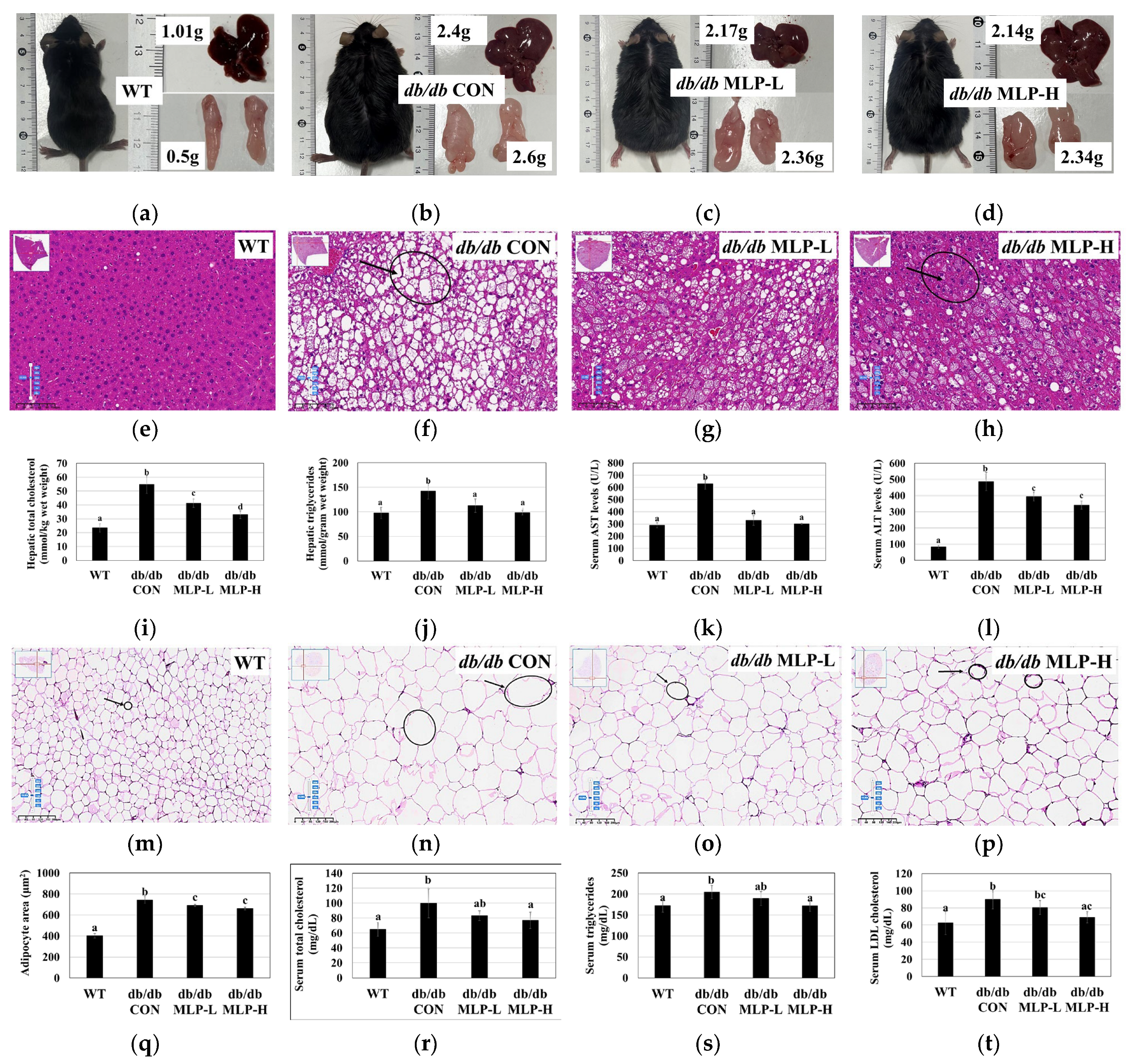 Nutrients 16 01913 g003