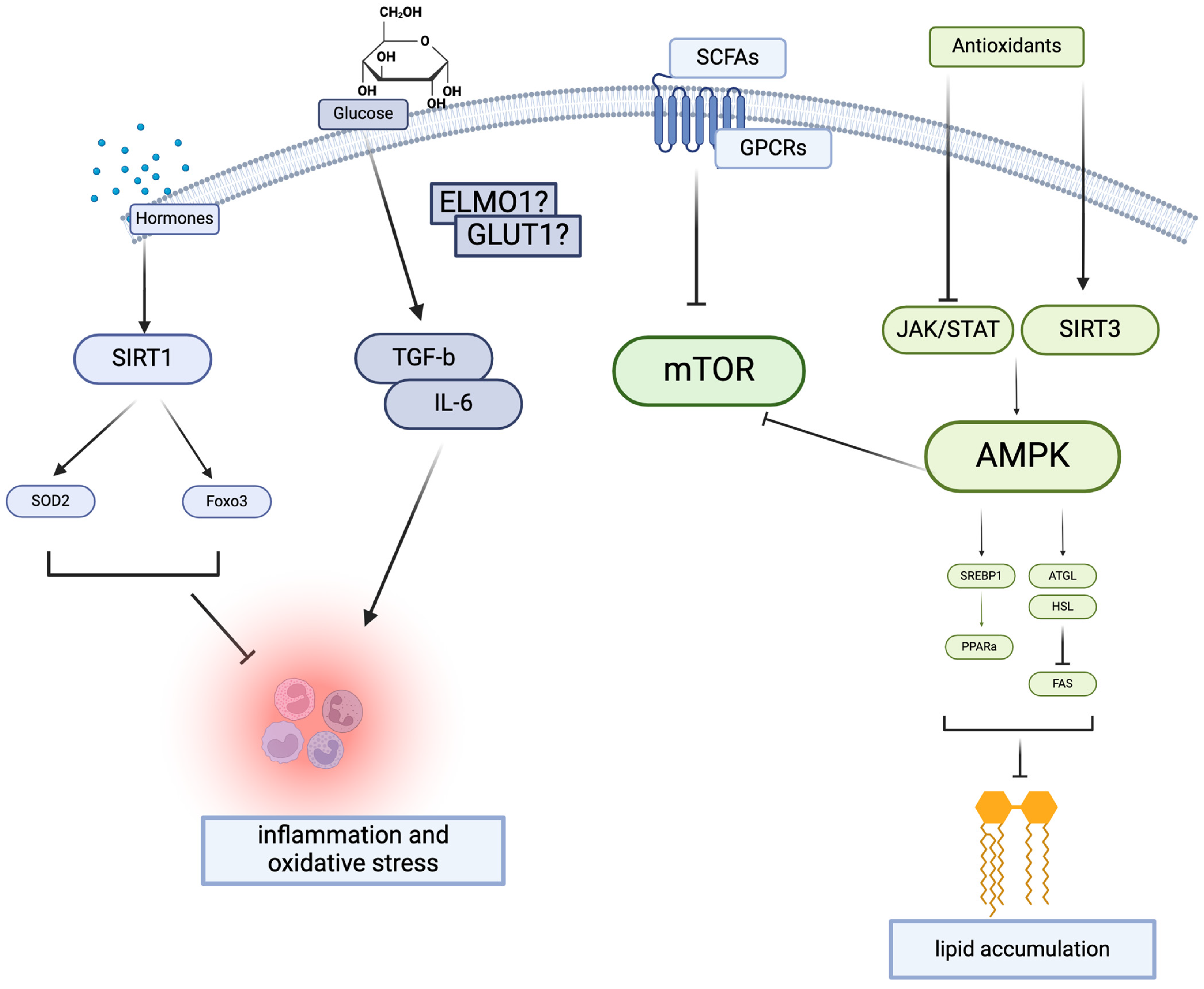 Nutrients 16 01918 g001