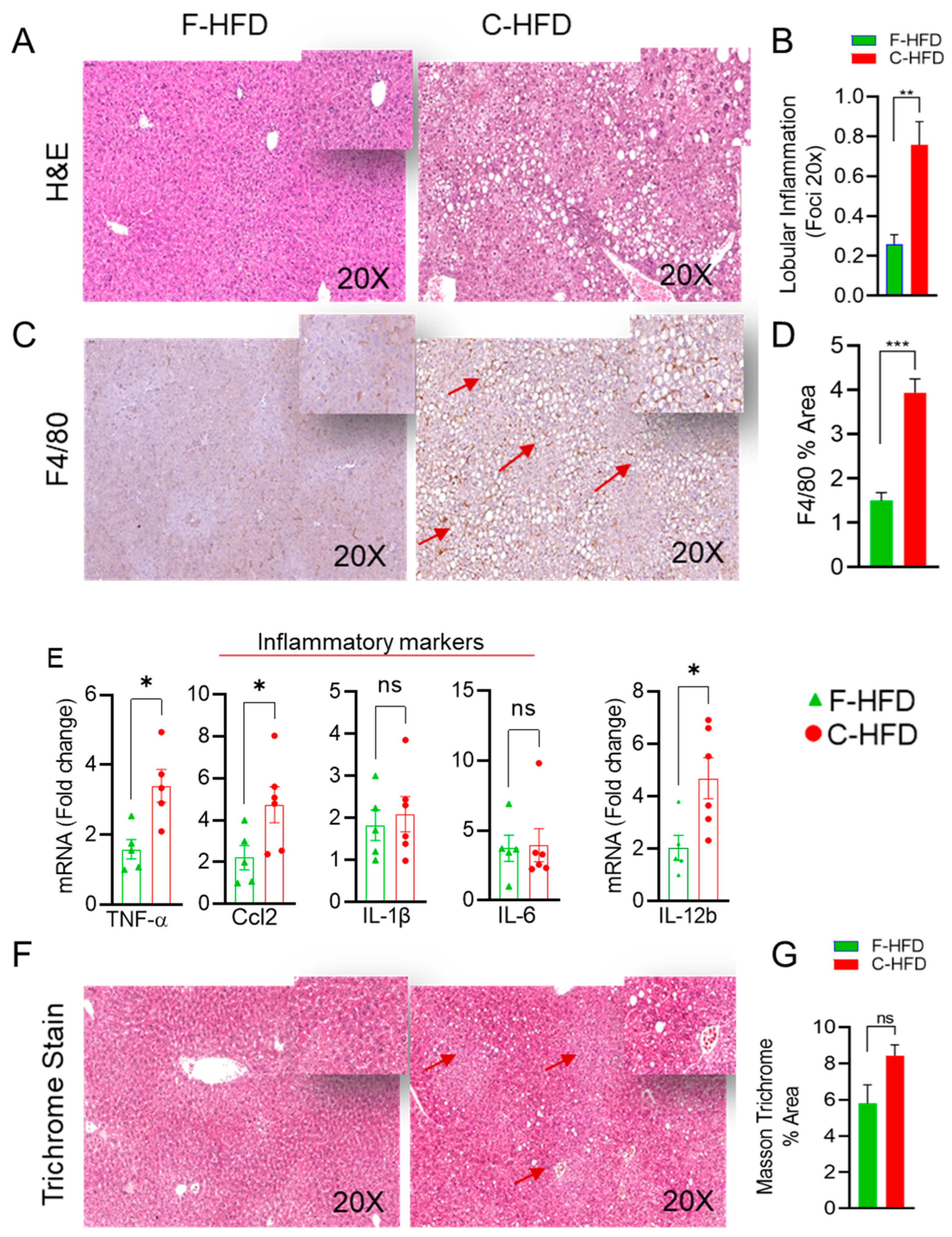 Nutrients 16 01929 g004 Nutrients 16 01929 g004
