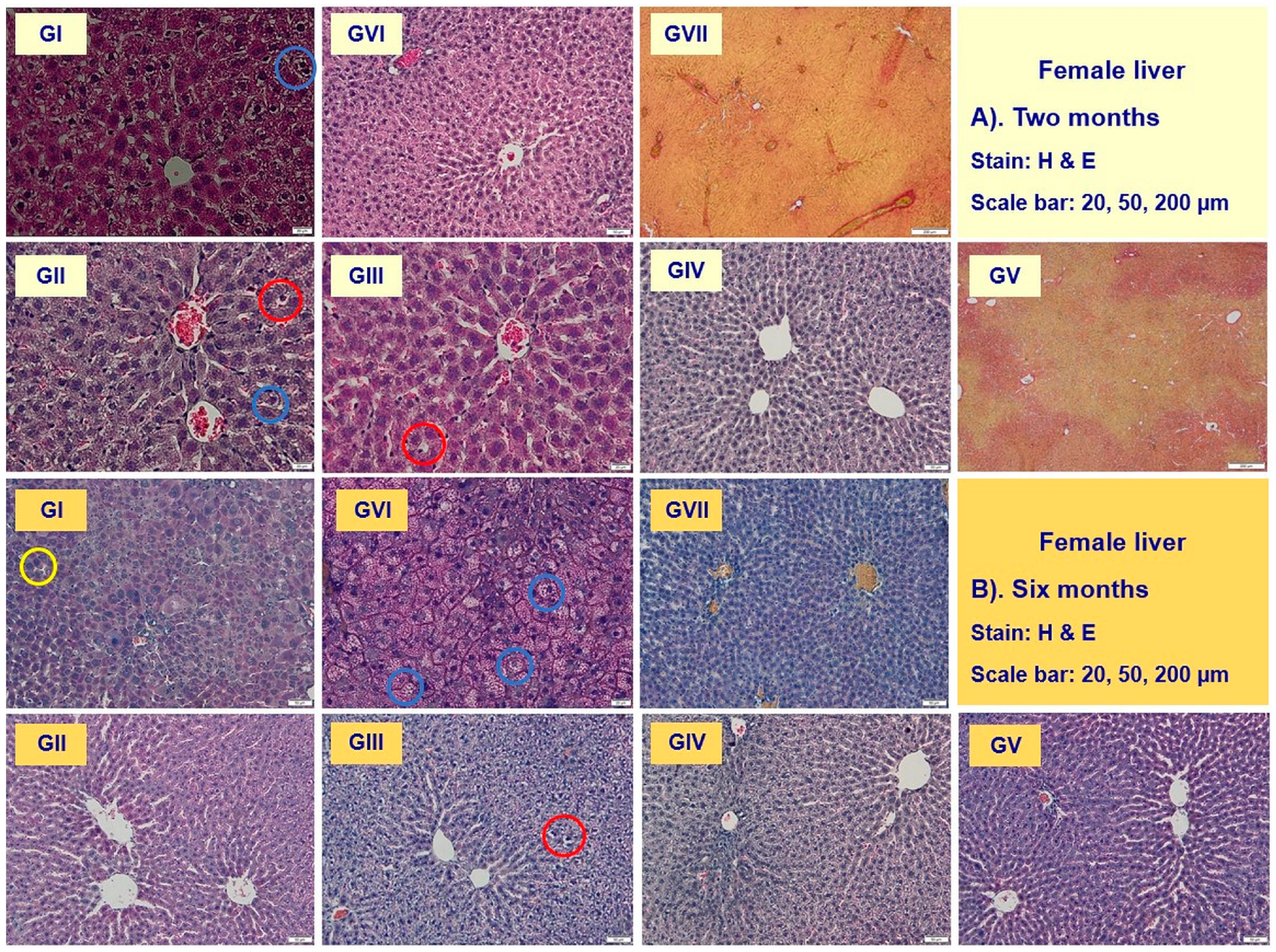 Nutrients 16 01954 g007
