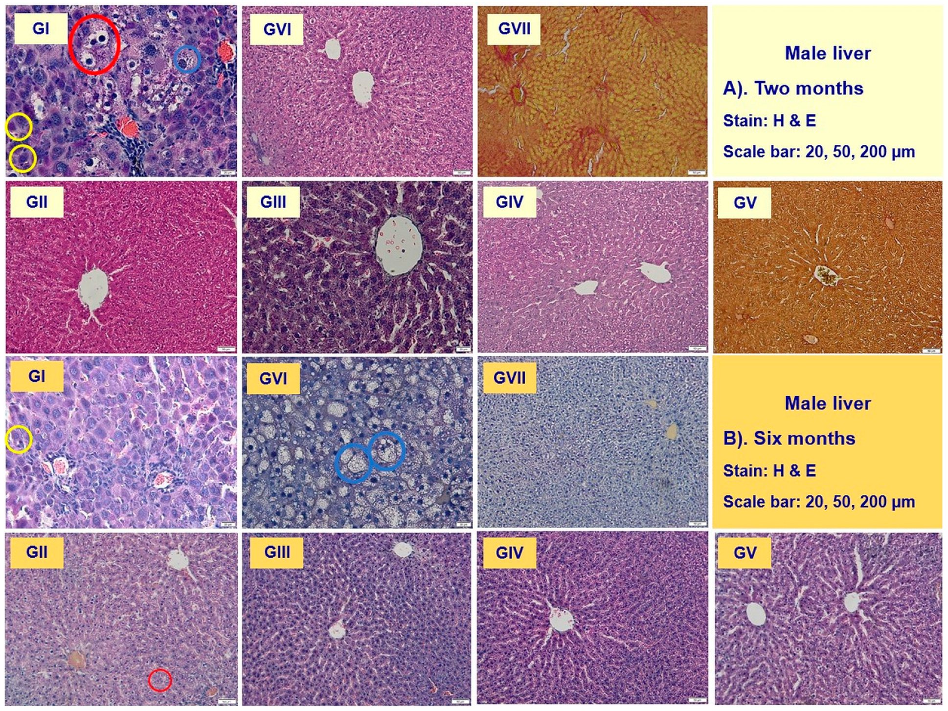 Nutrients 16 01954 g008