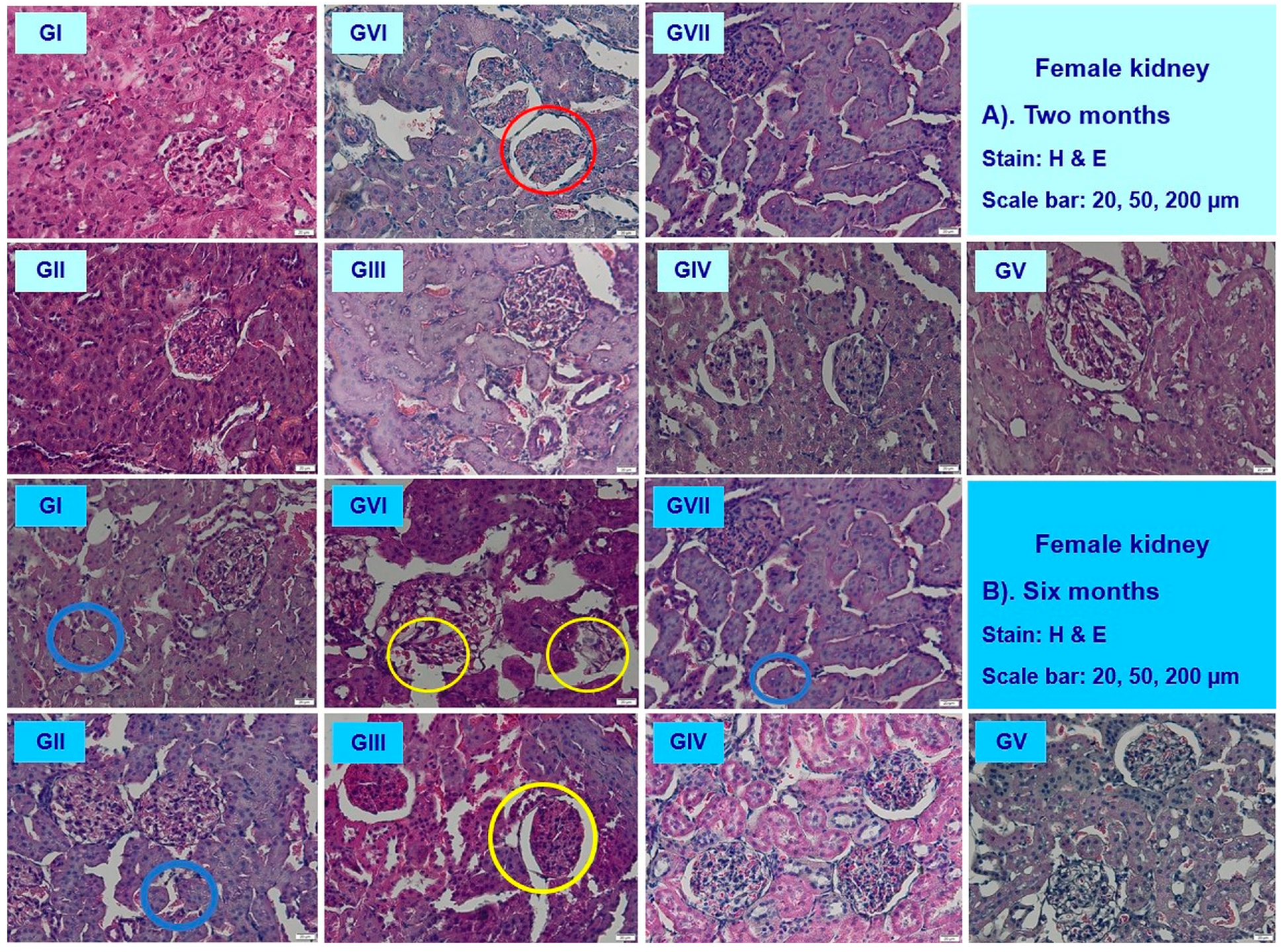 Nutrients 16 01954 g009