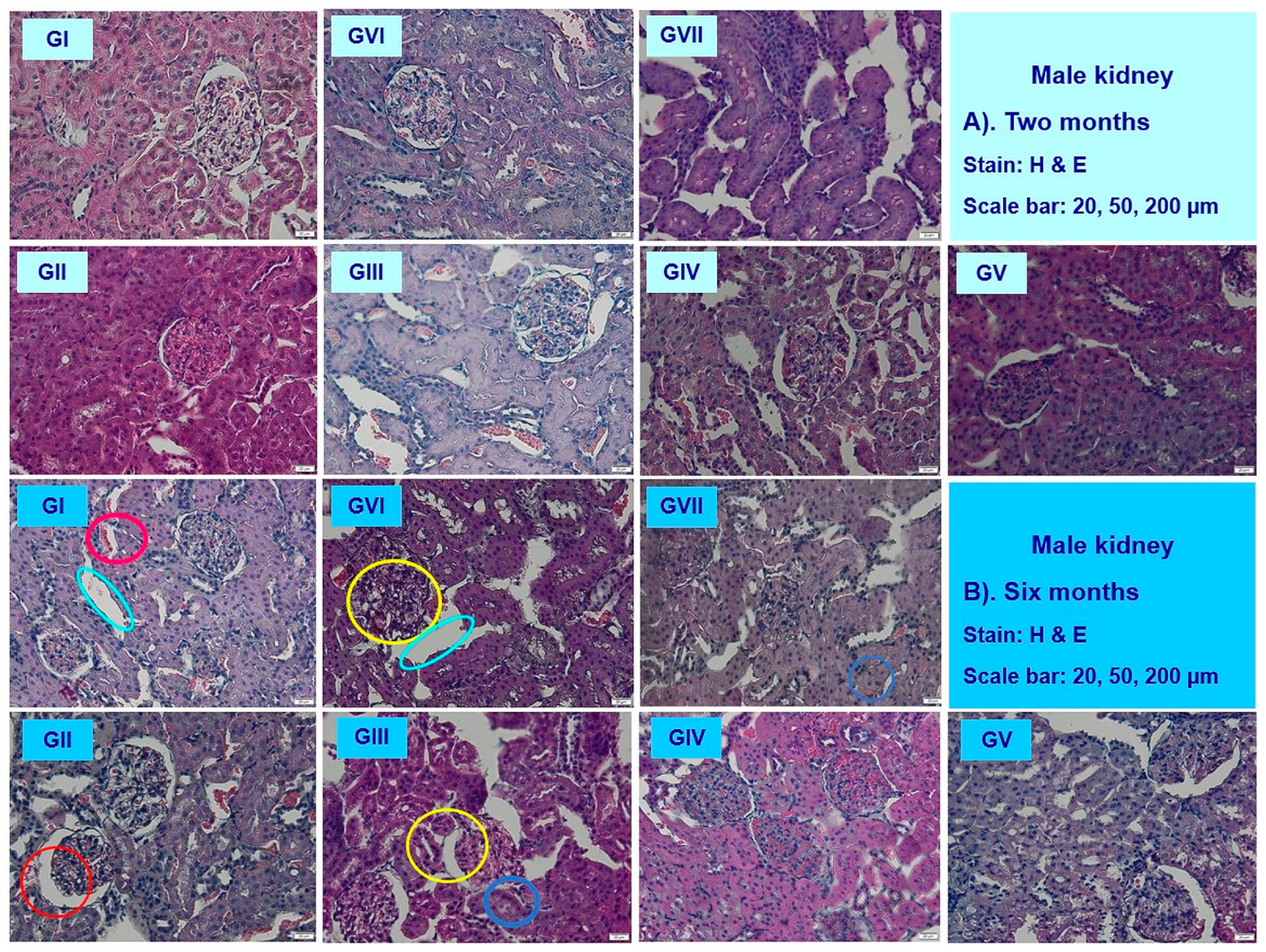 Nutrients 16 01954 g010