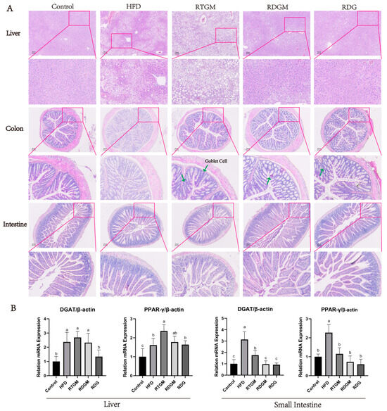 The Lipid-Metabolism-Associated Anti-Obesity Properties of Rapeseed ...