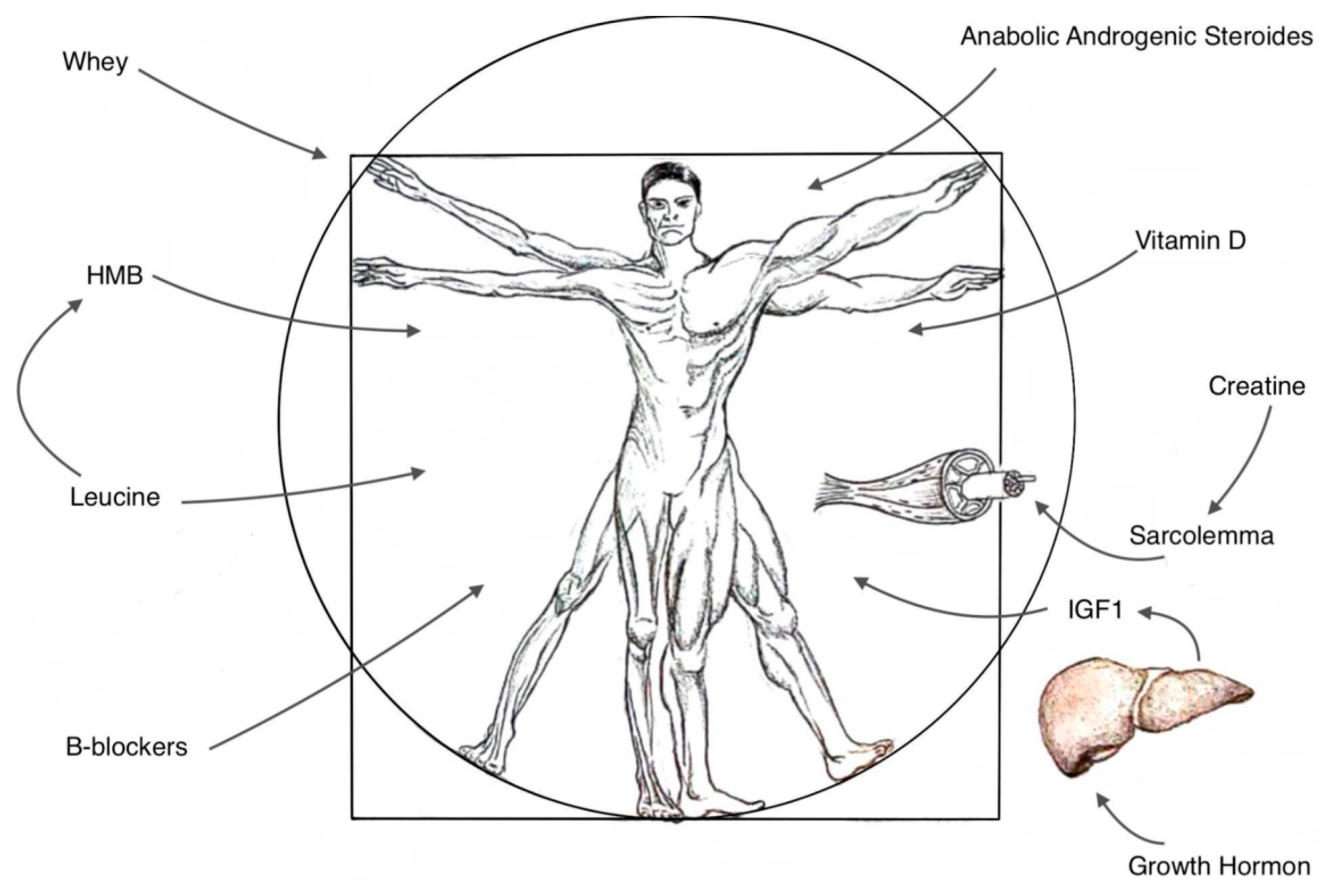 Nutrients 16 02011 g001 Nutrients 16 02011 g001