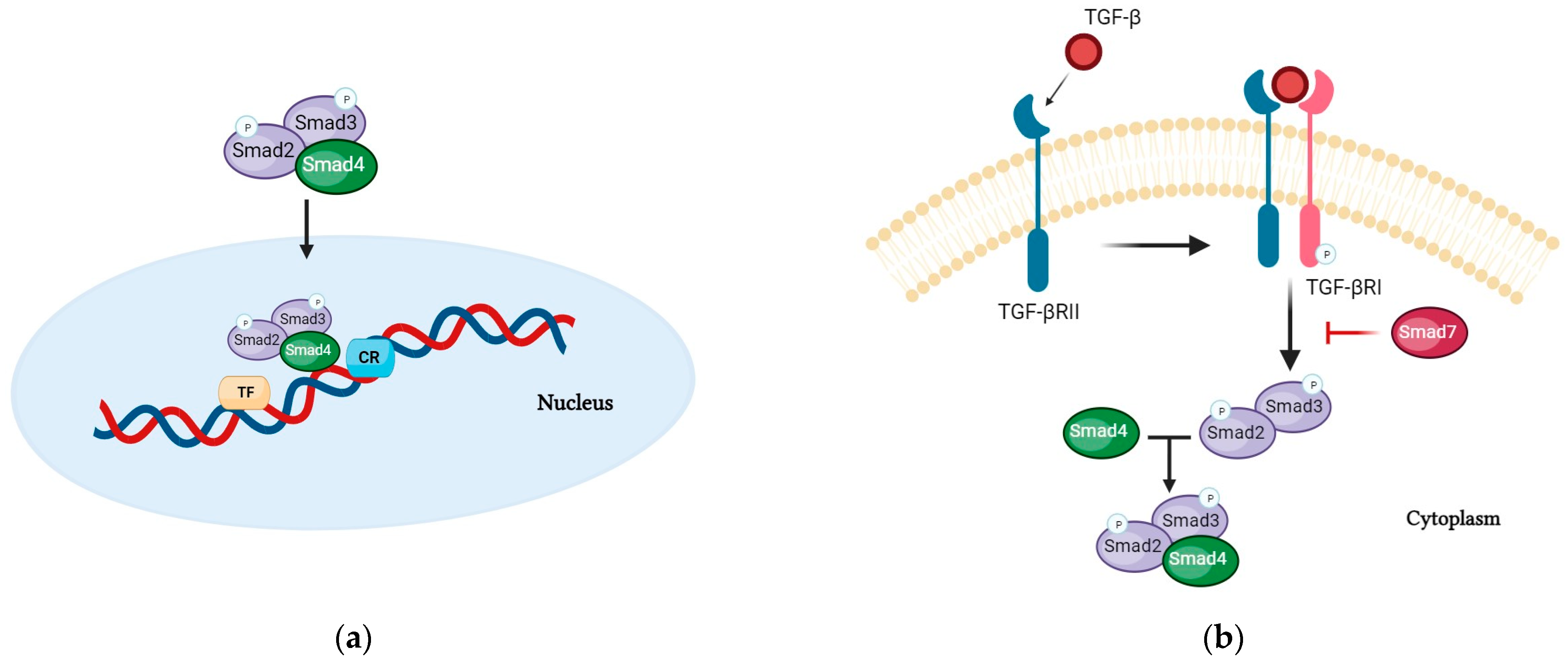 Nutrients 16 02067 g004 Nutrients 16 02067 g004