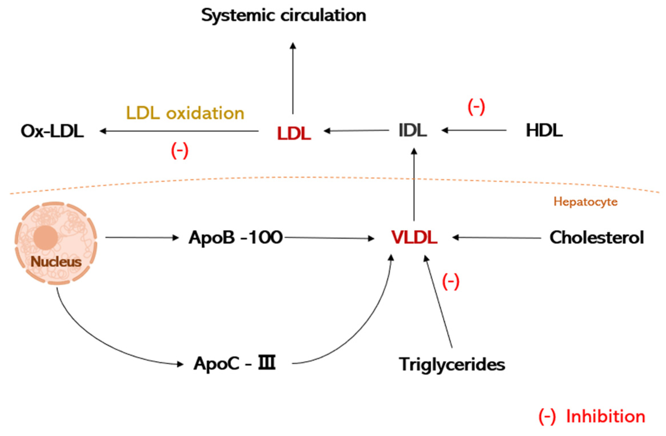 Nutrients 16 02074 g003 Nutrients 16 02074 g003