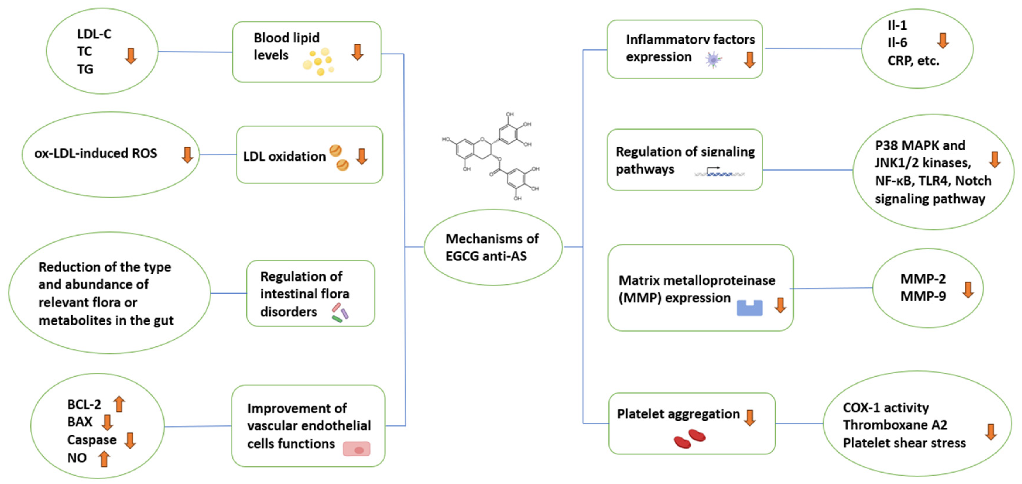 Nutrients 16 02074 g005 Nutrients 16 02074 g005