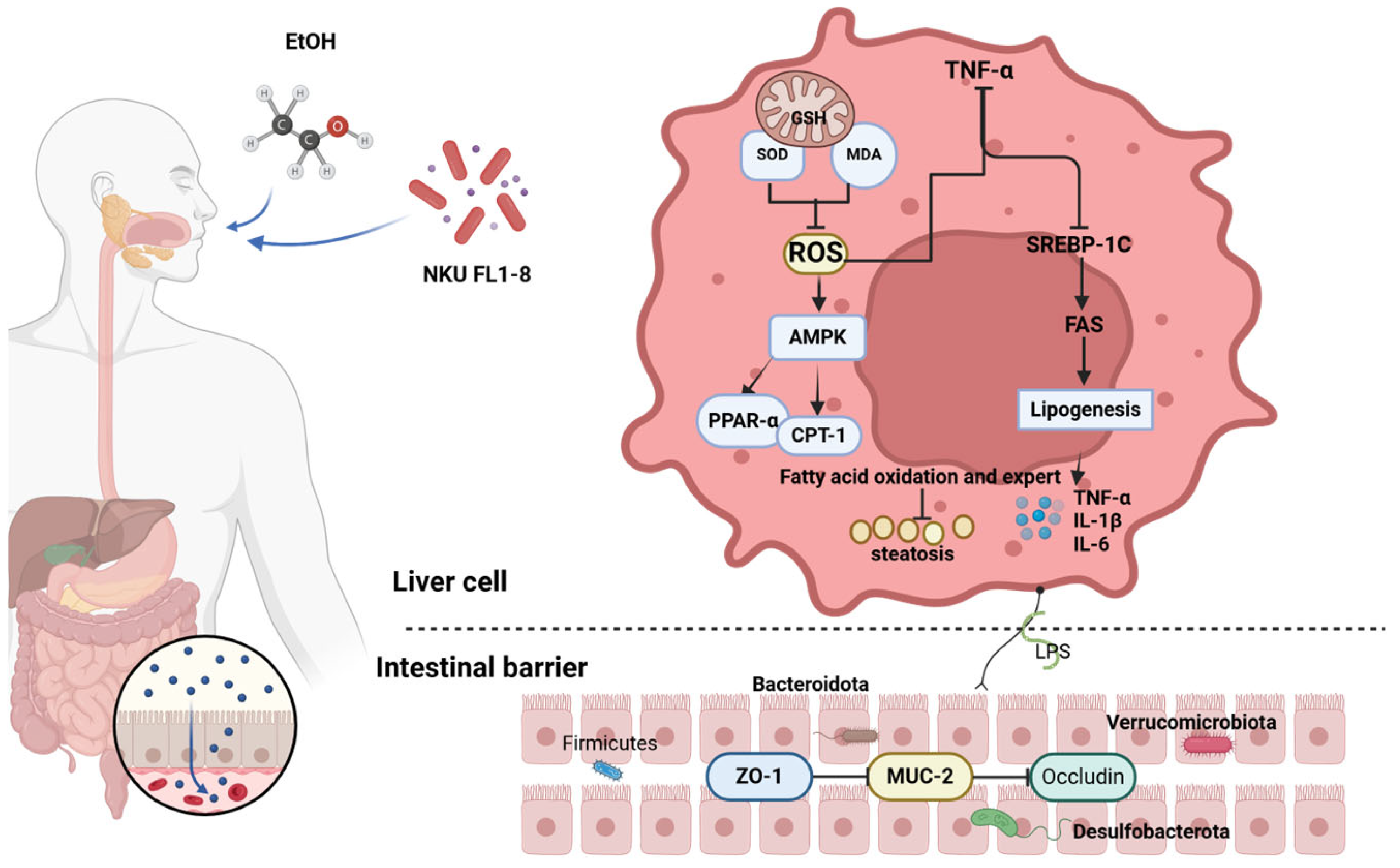 Nutrients 16 02139 g007