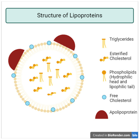 Effects of Lipoproteins on Metabolic Health