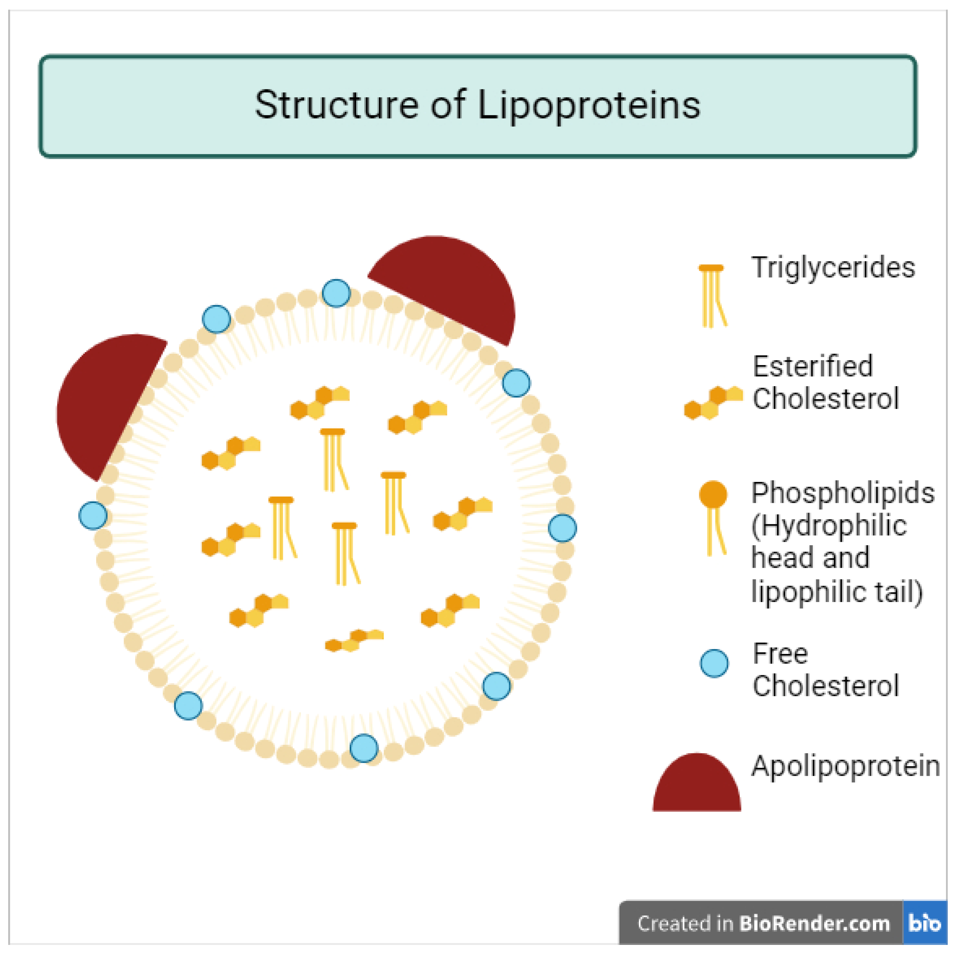 Effects of Lipoproteins on Metabolic Health