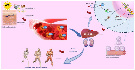 The “Sunshine Vitamin” and Its Antioxidant Benefits for The “Sunshine Vitamin” and Its Antioxidant Benefits for