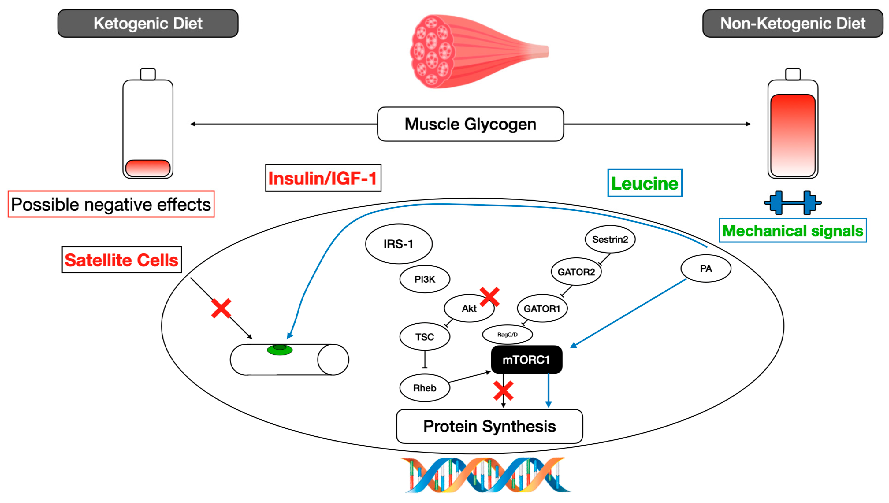 Nutrients 16 02200 g001