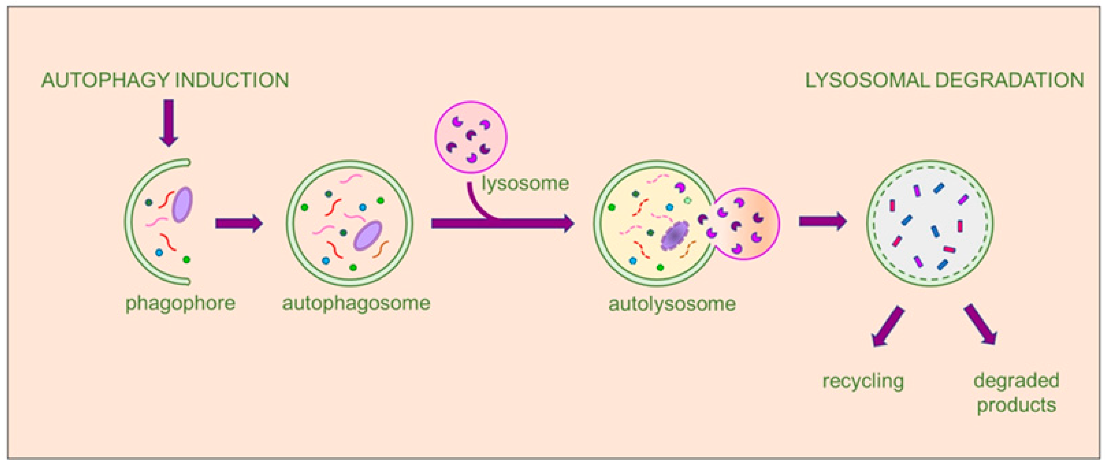Nutrients 16 02207 g001